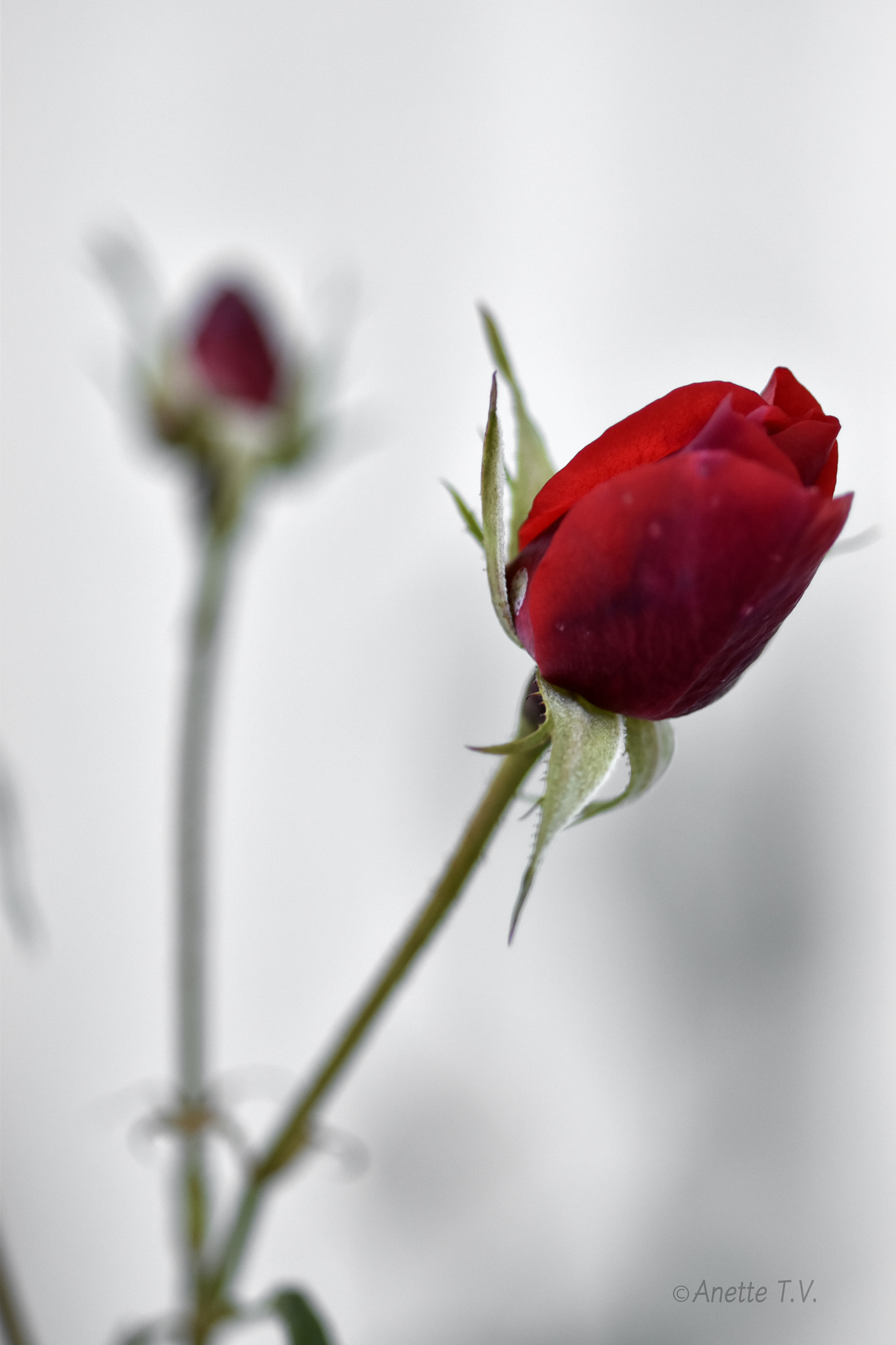 Nikon AF-S Micro-Nikkor 105mm F2.8G IF-ED VR sample photo. Last rose .. photography