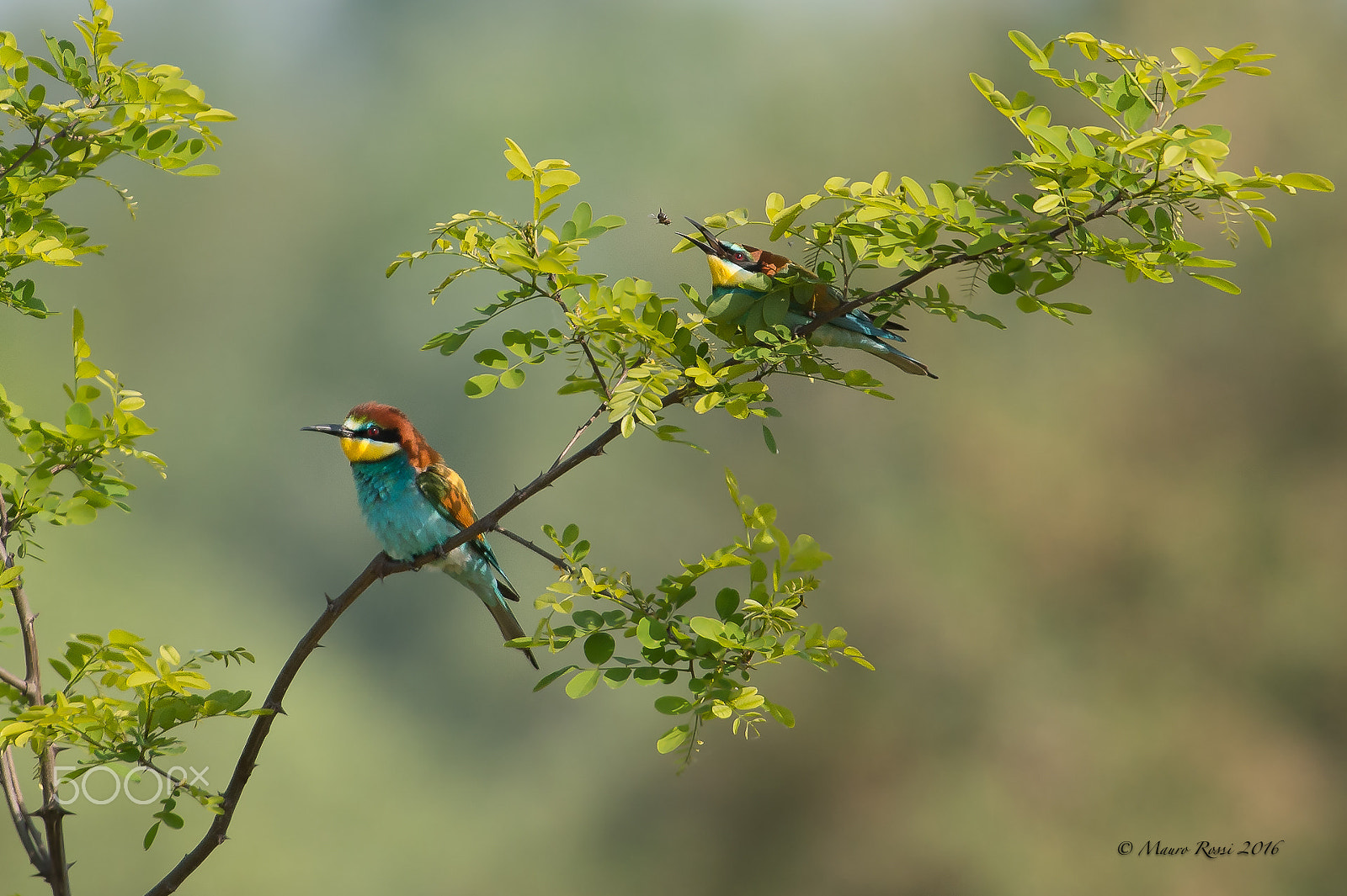 Nikon D4S sample photo. Gruccione - bee eater. photography
