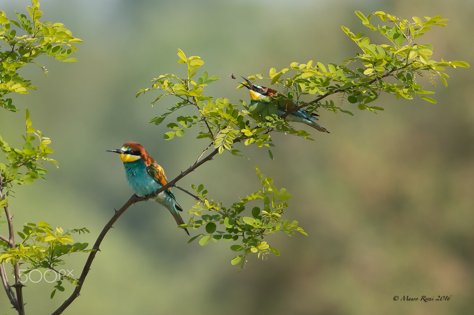 Nikon AF-S Nikkor 300mm F2.8G ED VR II sample photo. Gruccione - bee eater. photography