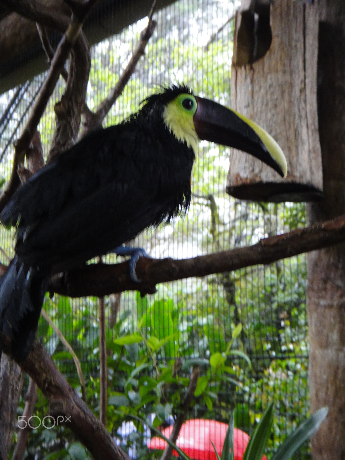 Sony Cyber-shot DSC-TX5 sample photo. Tucan @ waterfall gardens, costa rica photography