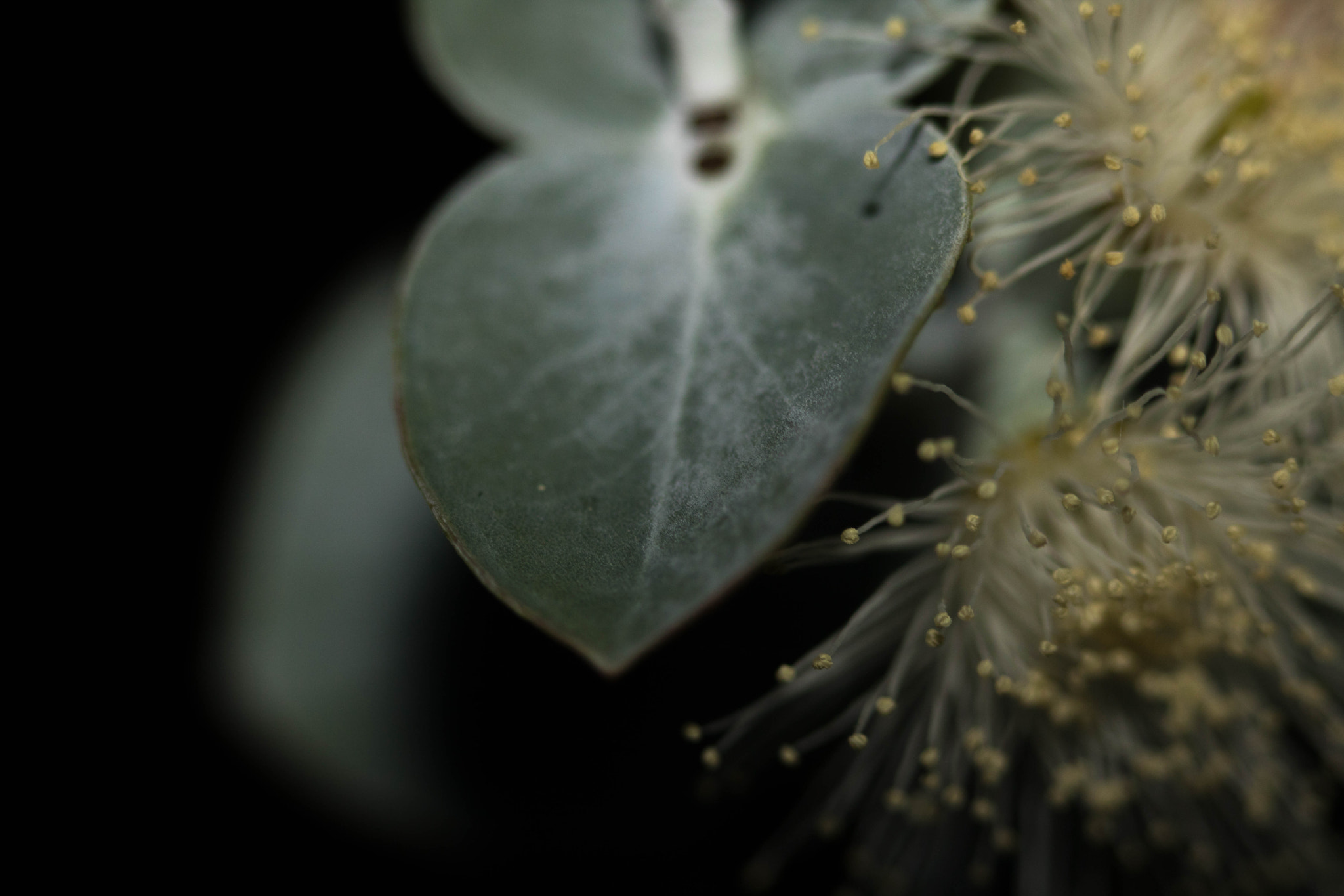 Canon EF 100mm F2.8 Macro USM sample photo