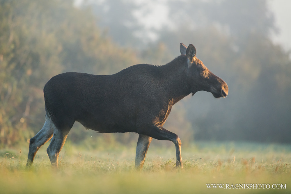 Nikon AF-S Nikkor 300mm F2.8G ED VR II sample photo. Eurasian elk on the meadow photography