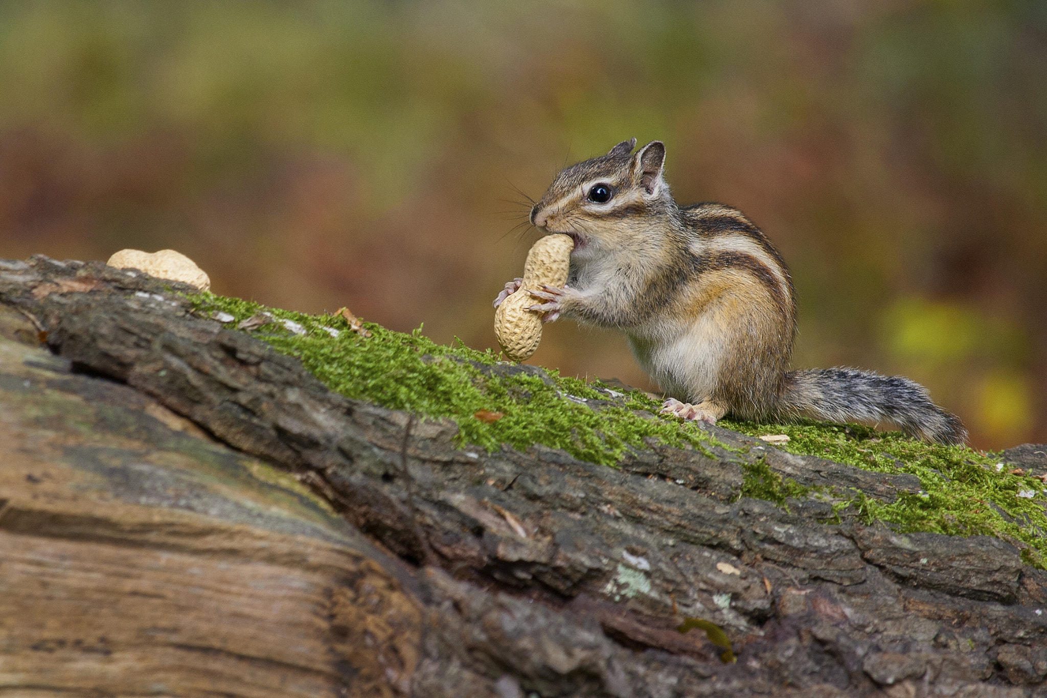 Canon EF-S 55-250mm F4-5.6 IS STM sample photo. Chipmunk photography