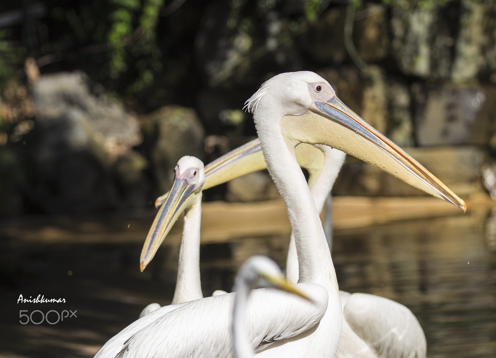 Canon EOS 600D (Rebel EOS T3i / EOS Kiss X5) sample photo. Pelican photography