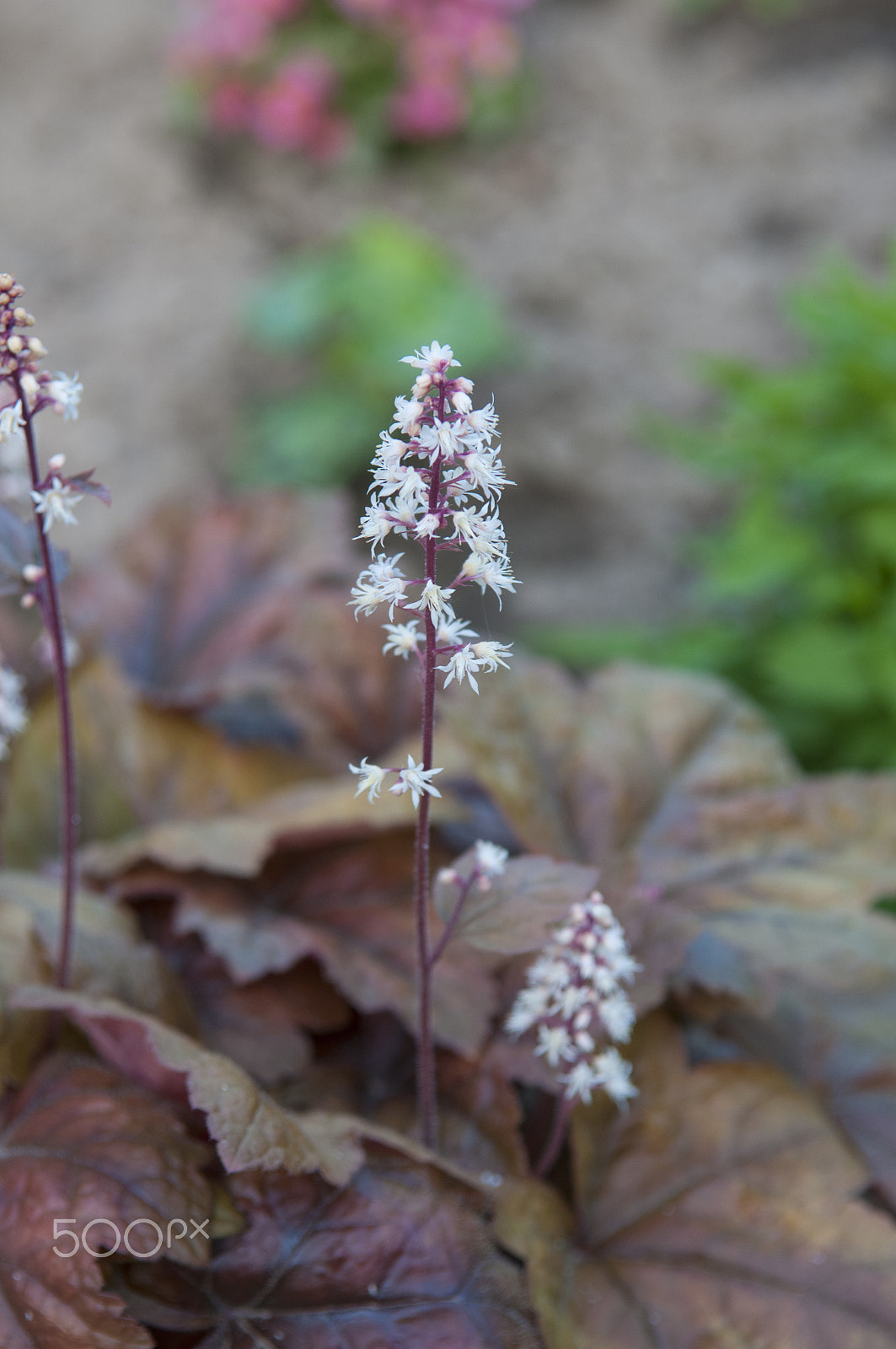 Nikon D300S sample photo. цветы photography