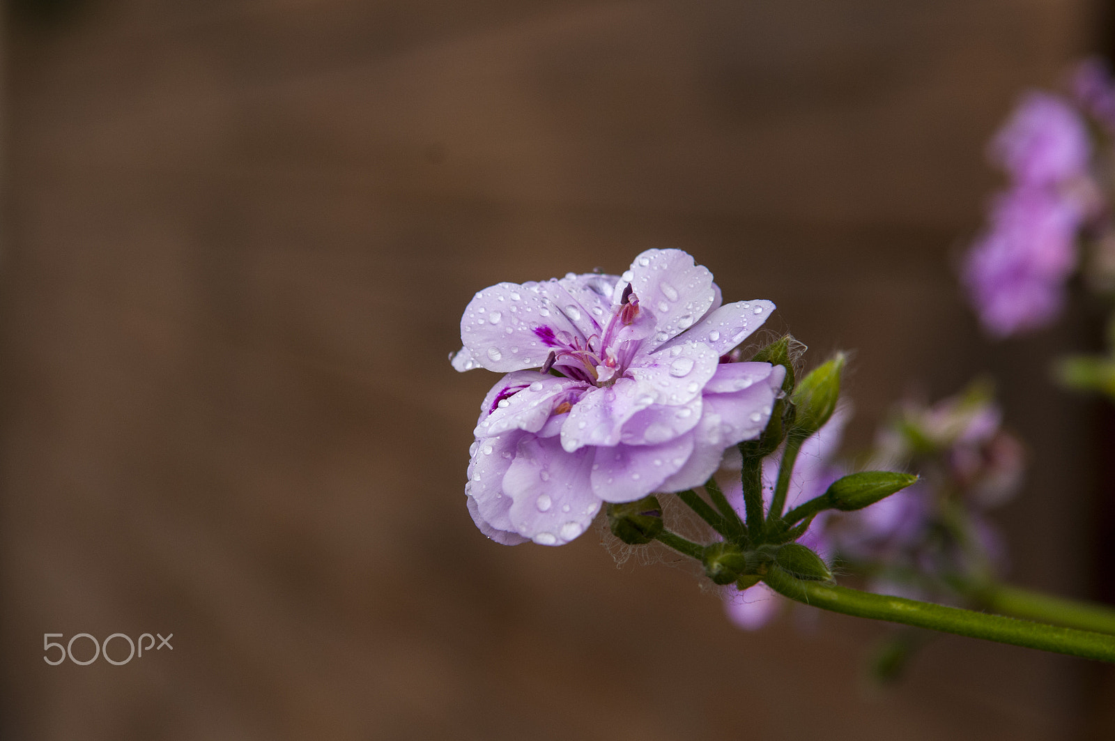 Nikon D300S sample photo. Цветы photography