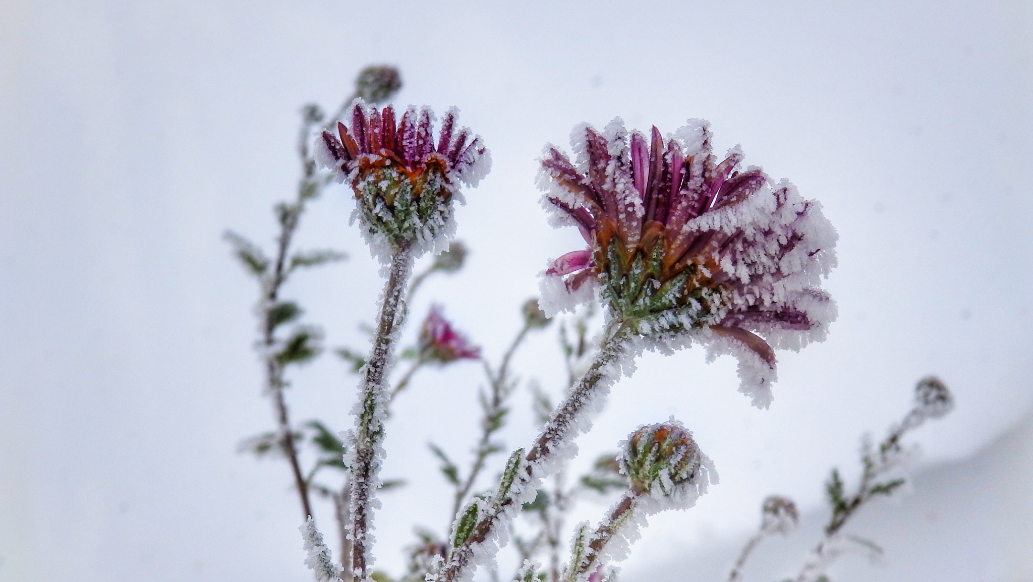 Olympus SP-820UZ sample photo. Frost on flowers 2 photography