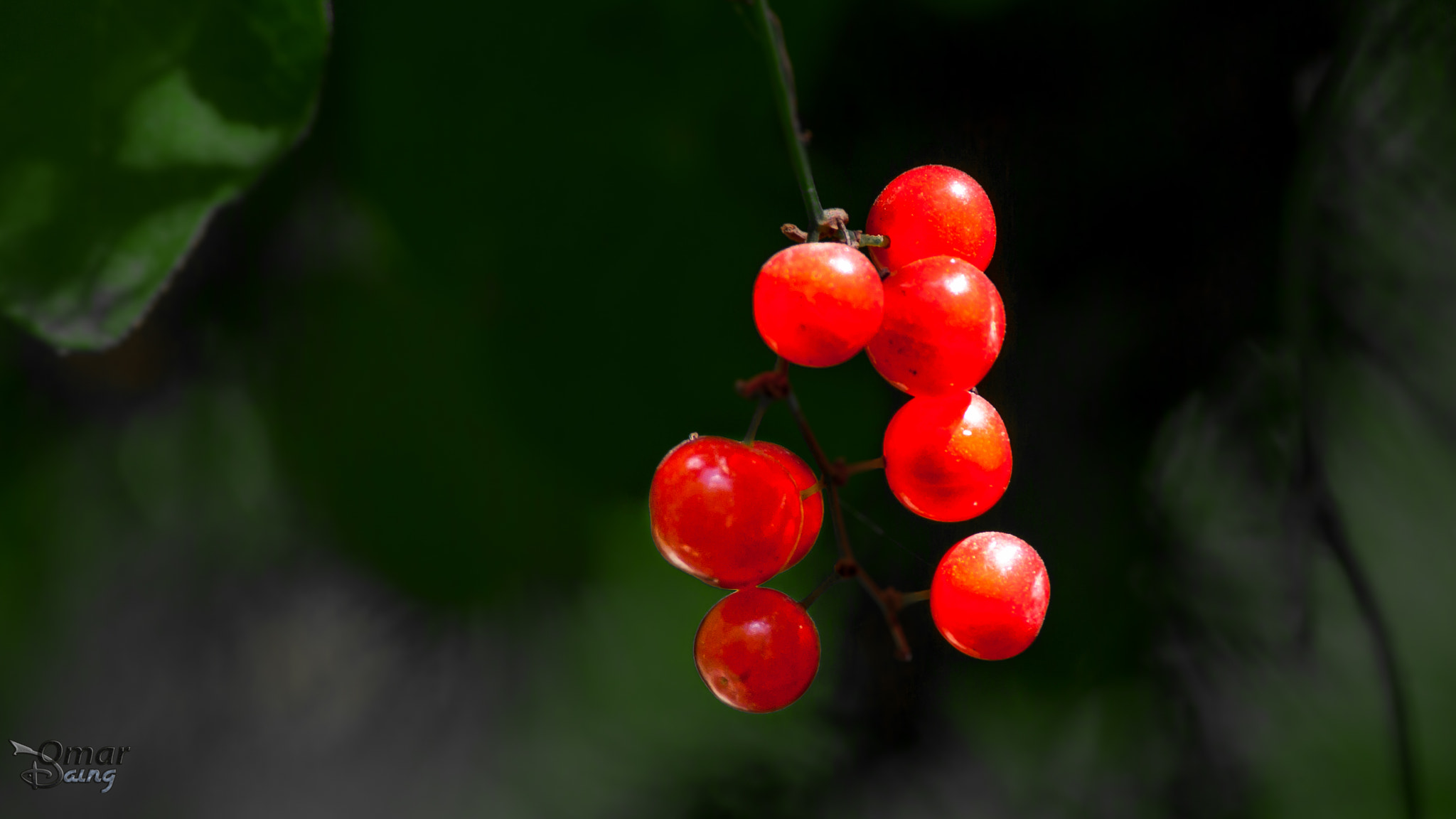 Pentax K10D + Pentax smc DA* 300mm F4.0 ED (IF) SDM sample photo. Smilax aspera - akdeniz saparnası photography