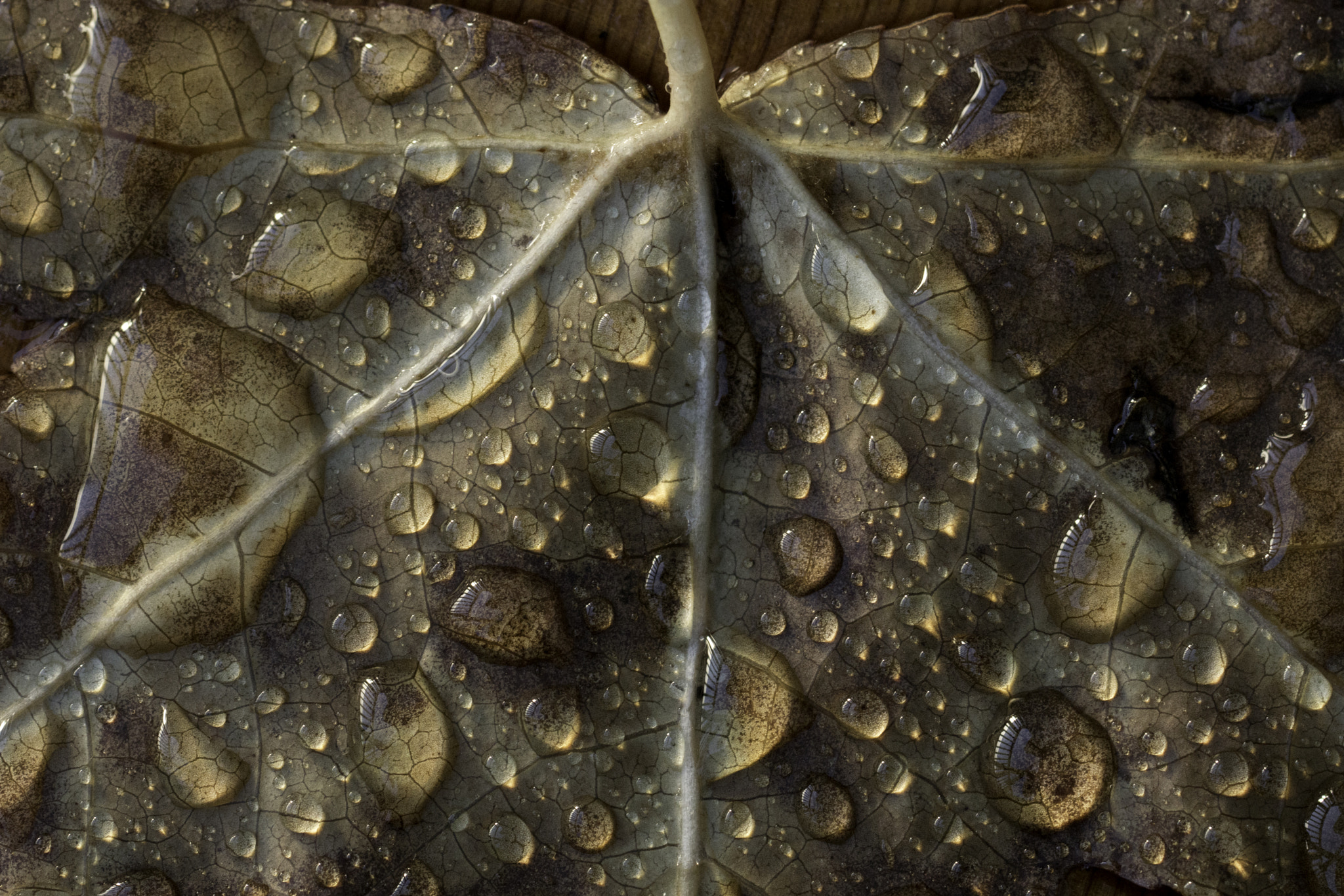 Sony ILCA-77M2 + Sony 100mm F2.8 Macro sample photo. Fallen leaf photography