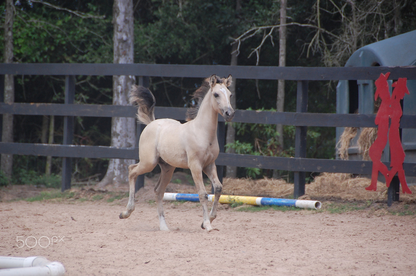 Nikon D40 sample photo. Early run photography