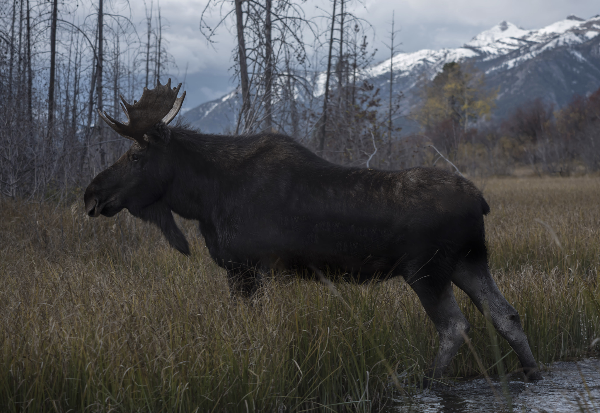 Nikon D810 sample photo. Moose photography