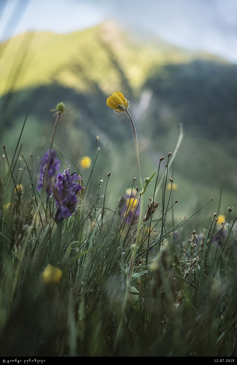 E 18-50mm F4-5.6 sample photo. Flowers and morning mountain photography