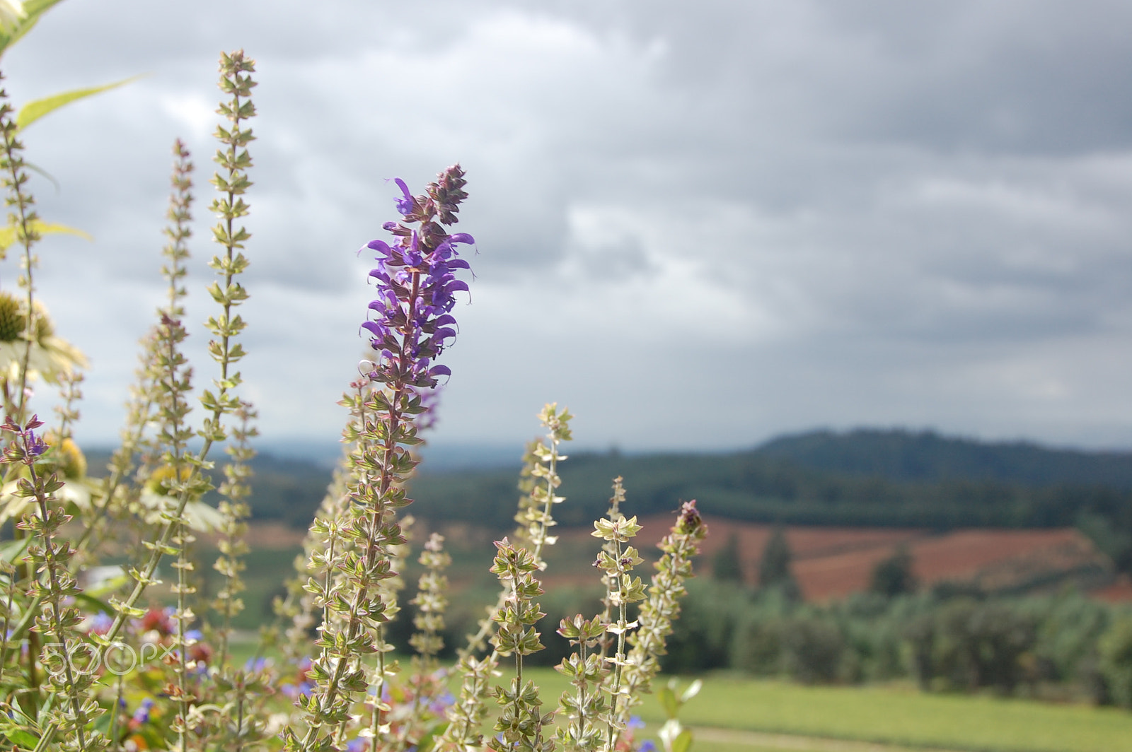 Nikon D40 sample photo. Flowers over the vineyard photography