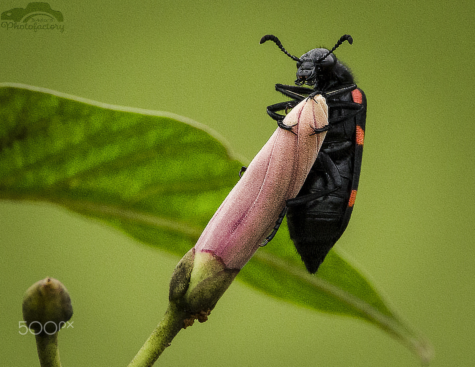 Sigma 150-600mm F5-6.3 DG OS HSM | C sample photo. Macro photography