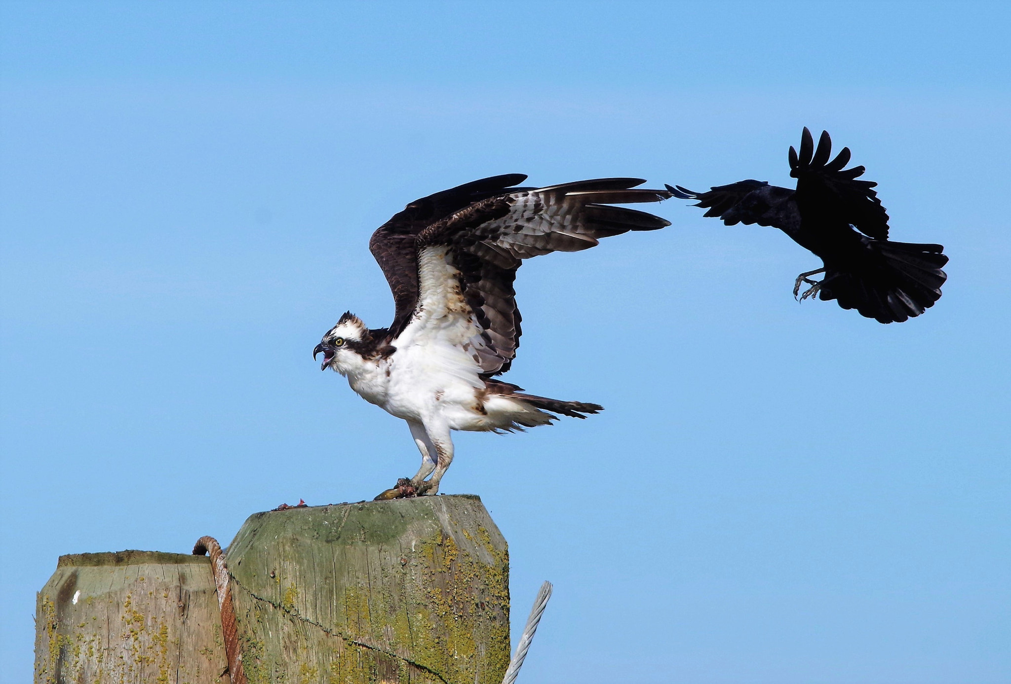 Pentax K-30 + Sigma 150-500mm F5-6.3 DG OS HSM sample photo. Osprey. photography