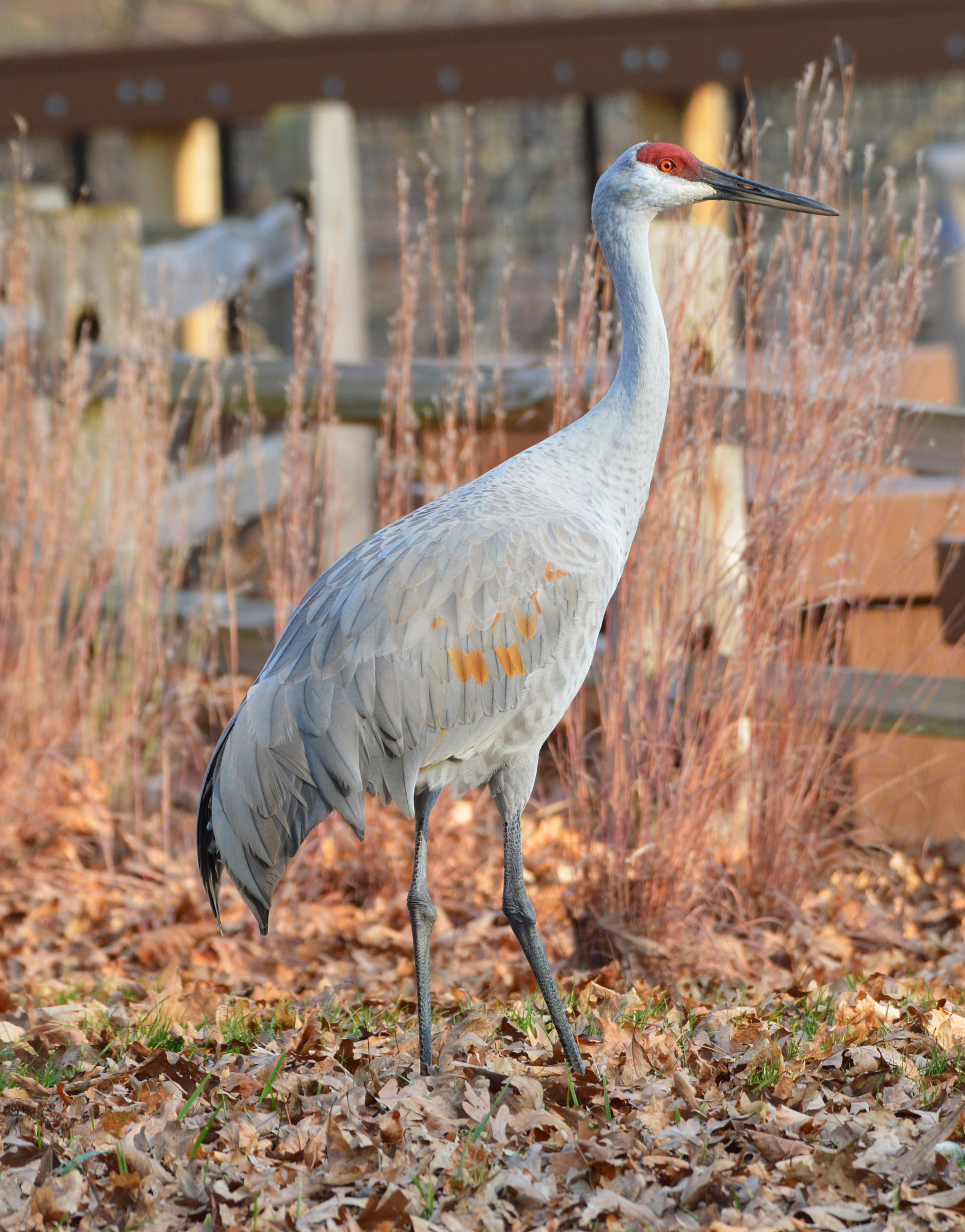 Nikon AF-S Nikkor 200-500mm F5.6E ED VR sample photo. Sandhill crane photography