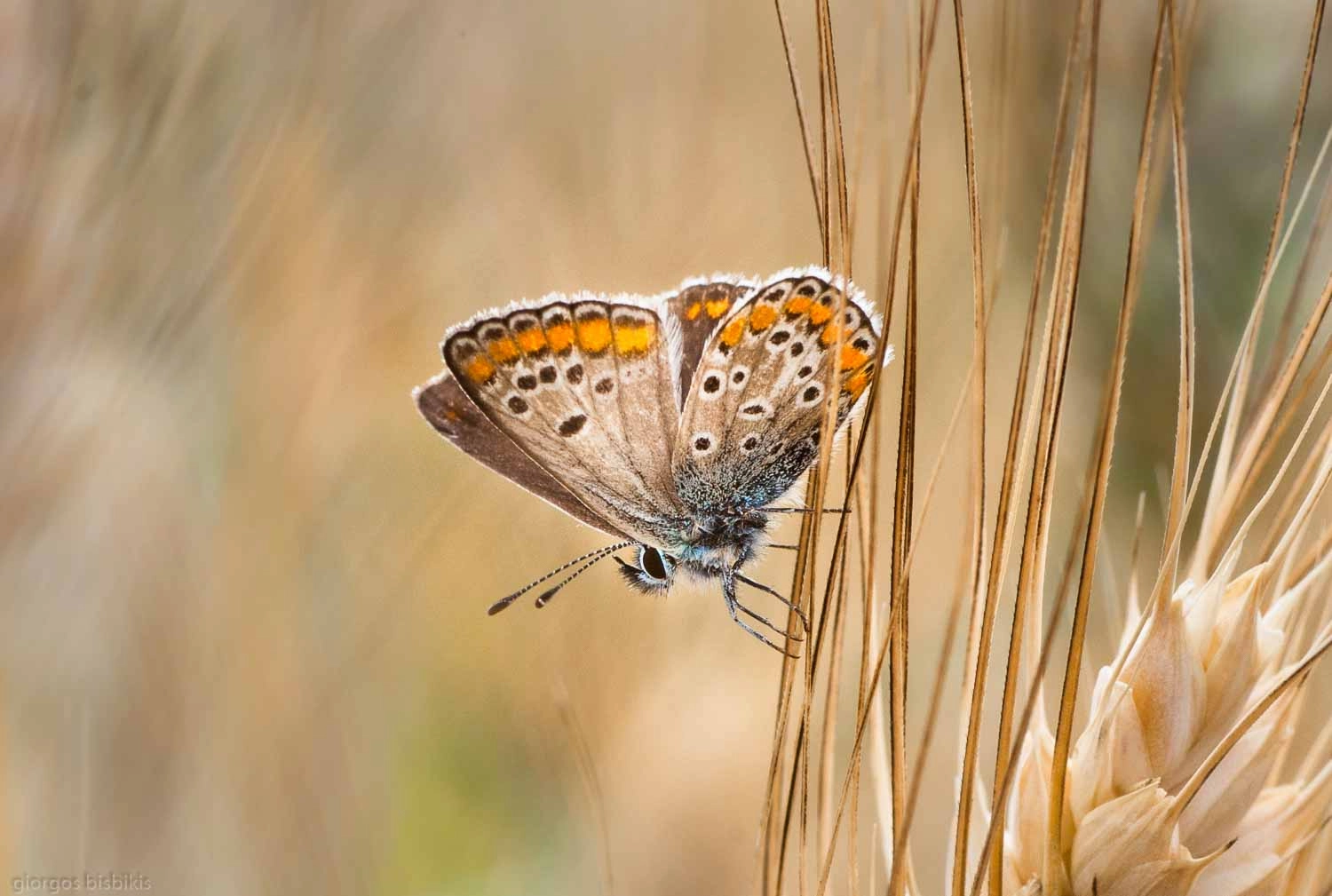 Pentax K10D sample photo. Butterfly photography