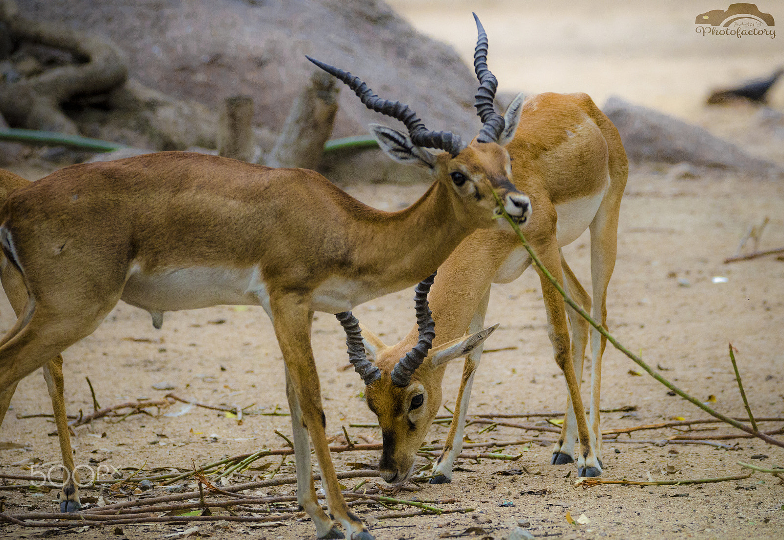 Sigma 150-600mm F5-6.3 DG OS HSM | C sample photo. Deer photography