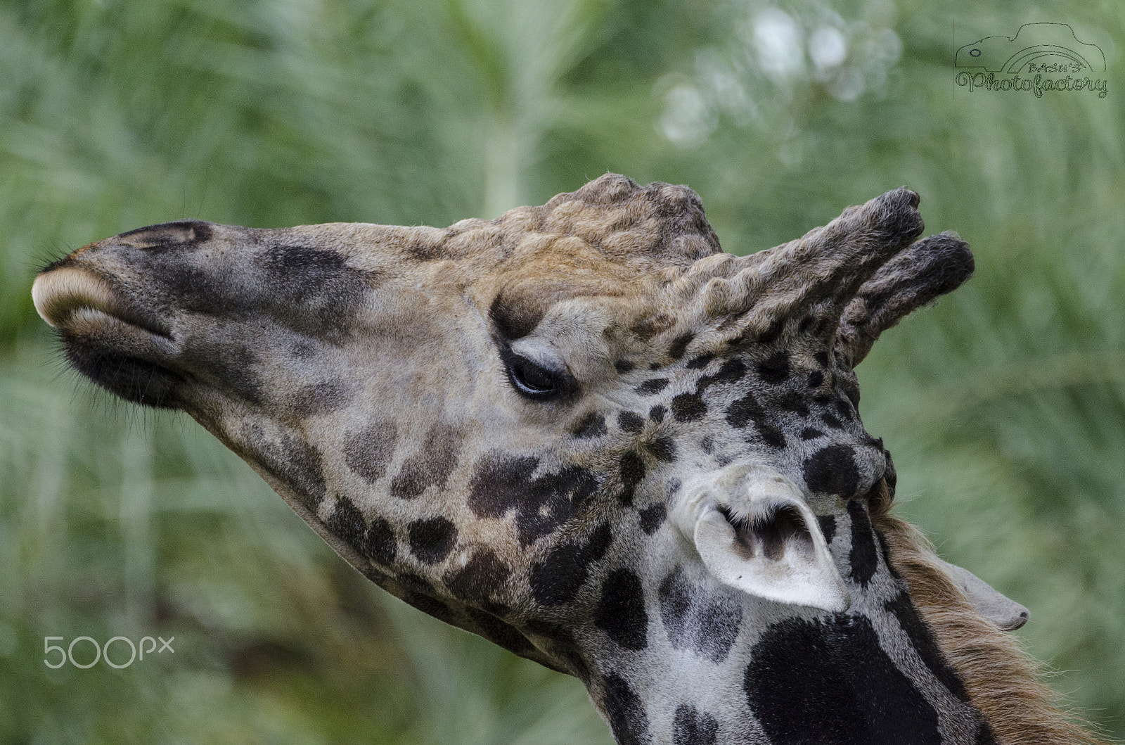 Sigma 150-600mm F5-6.3 DG OS HSM | C sample photo. Giraffe photography