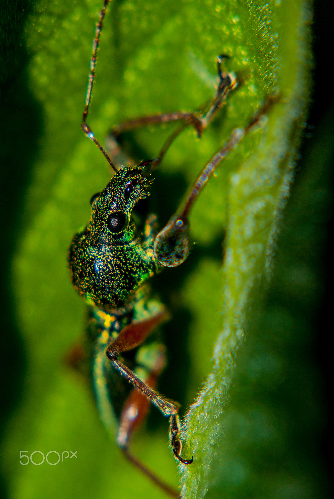 smc PENTAX-FA MACRO 100mm F3.5 sample photo. Hidden photography