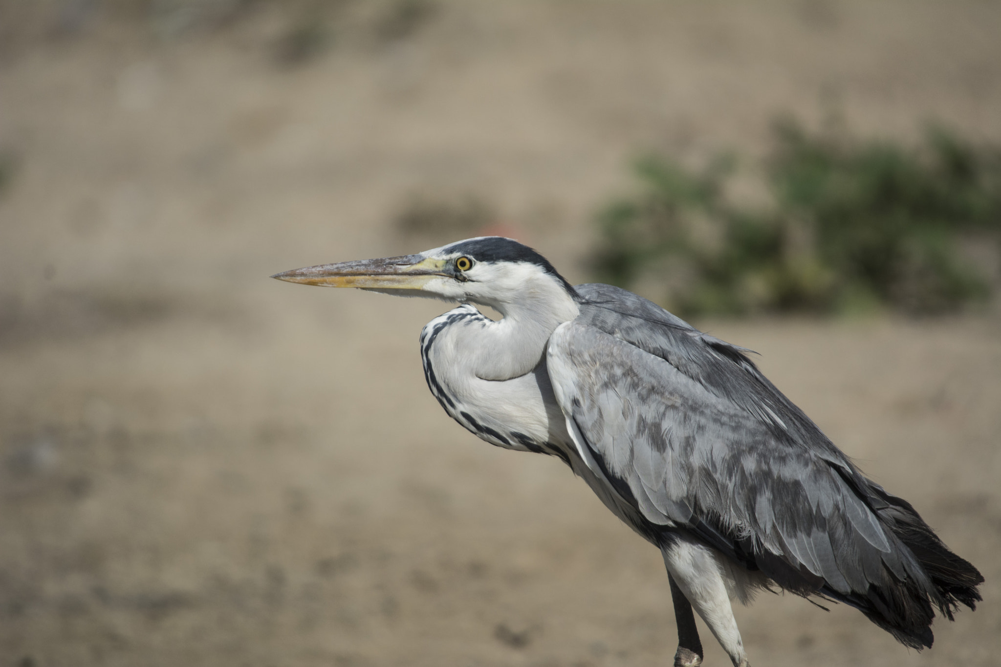 Sigma 50-500mm F4-6.3 EX APO RF HSM sample photo. 2.jpg photography
