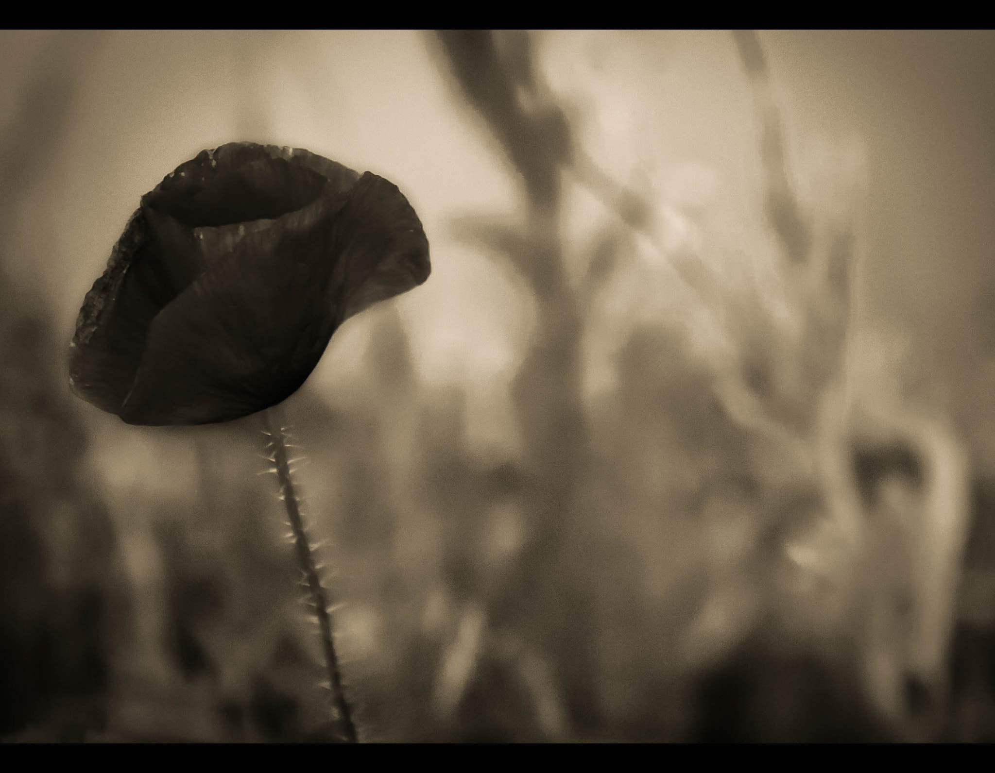 Canon EOS 40D sample photo. Came from an old movie. photography