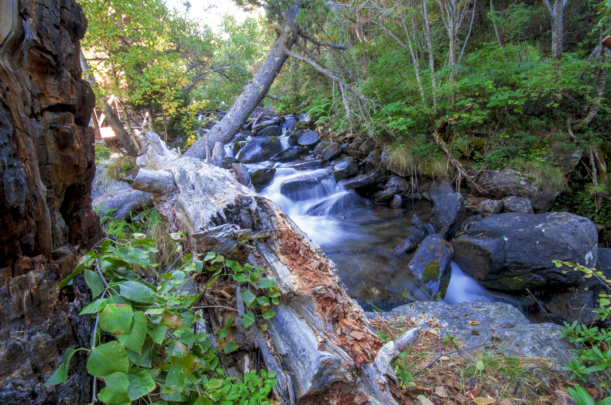 Nikon D5000 sample photo. Pure nature photography