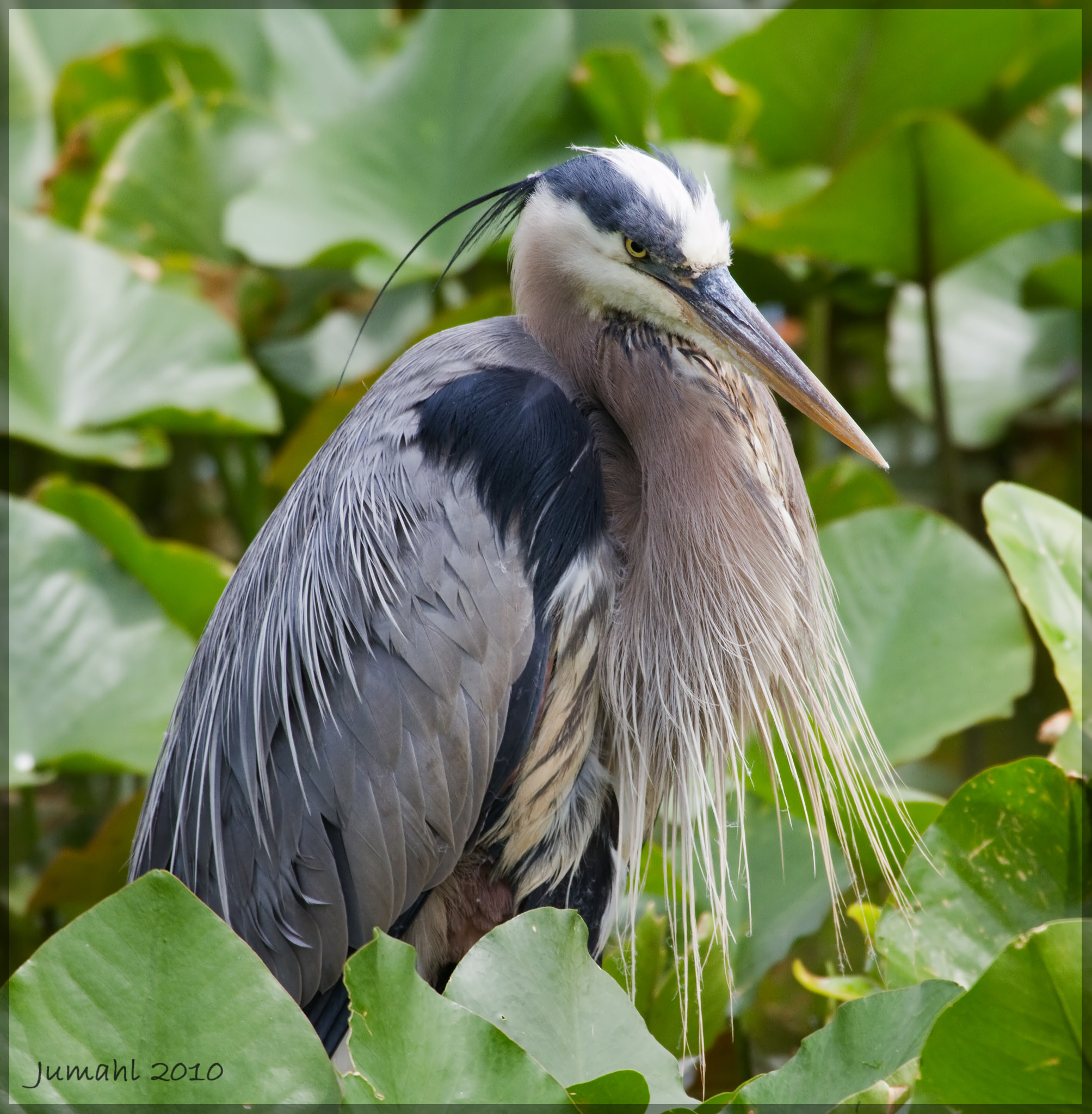 Canon EOS 7D + Canon EF 100-400mm F4.5-5.6L IS USM sample photo. Needs a dab of brylcreem photography