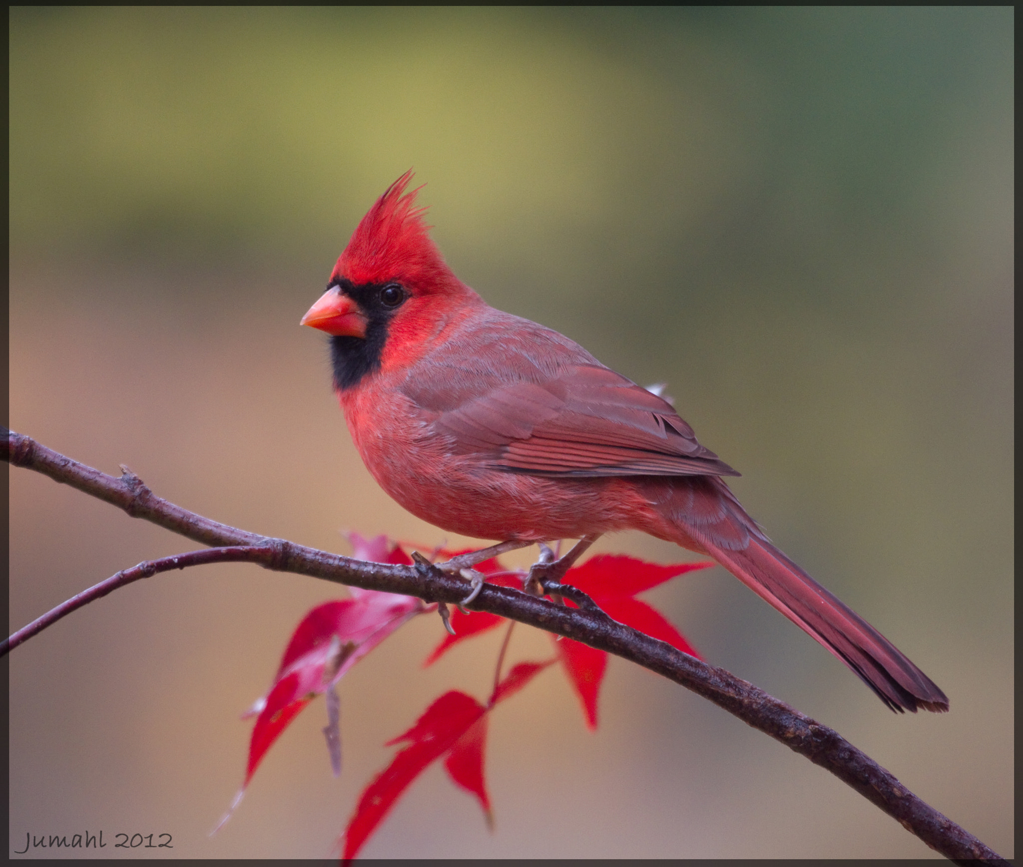 Canon EF 100-400mm F4.5-5.6L IS USM sample photo. Red splender photography