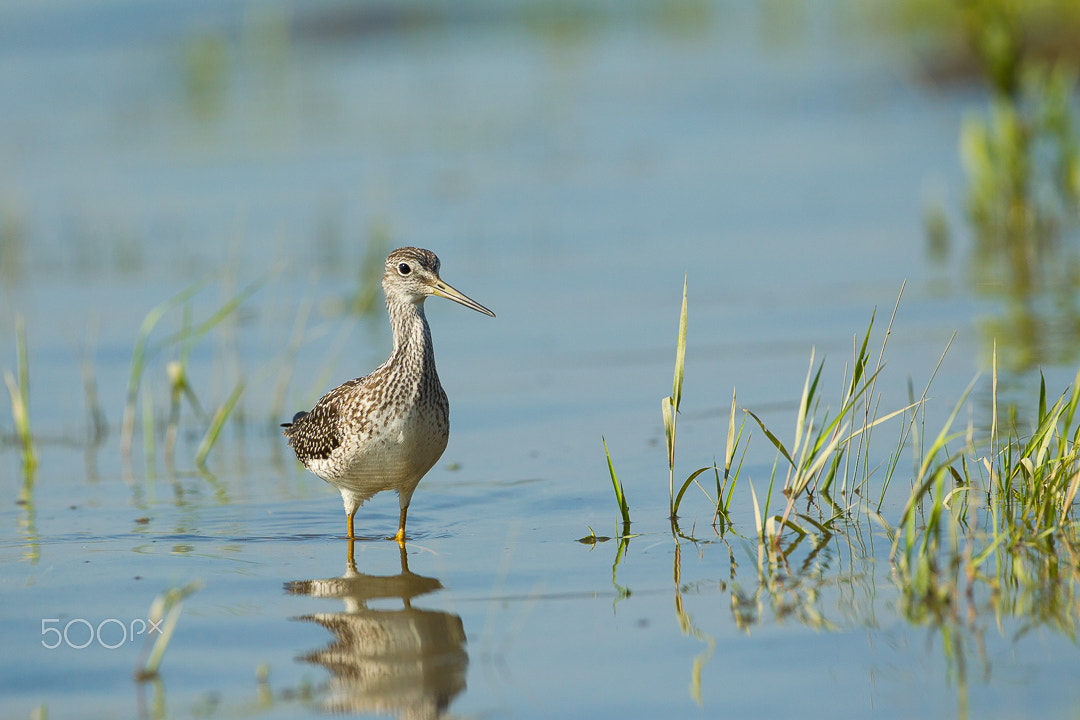 Canon EF 500mm F4L IS USM sample photo. Yellowlegs photography