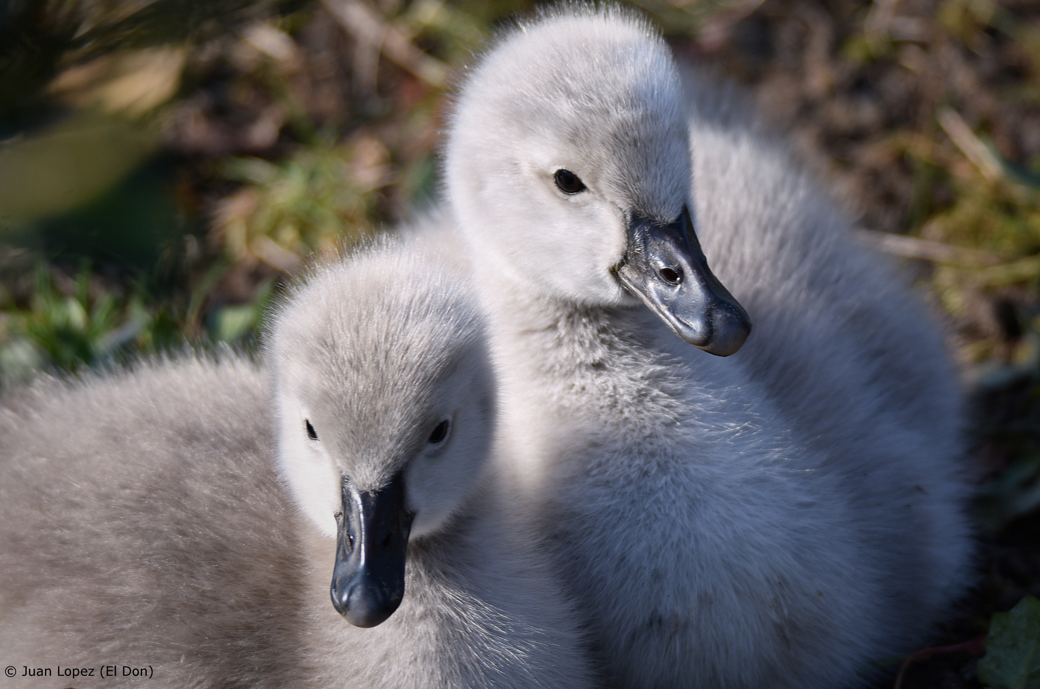 Sigma 150-600mm F5-6.3 DG OS HSM | S sample photo. Baby duck photography
