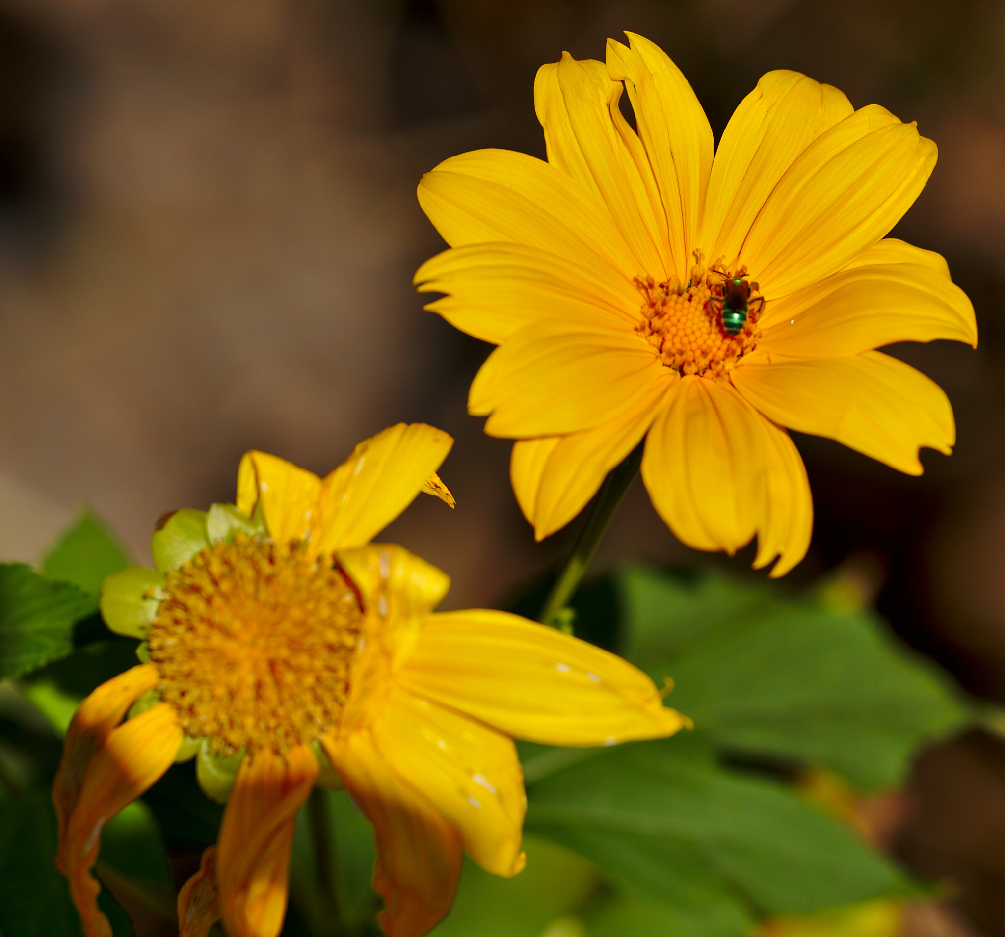 Nikon D810 + Manual Lens No CPU sample photo. Insect on asters photography