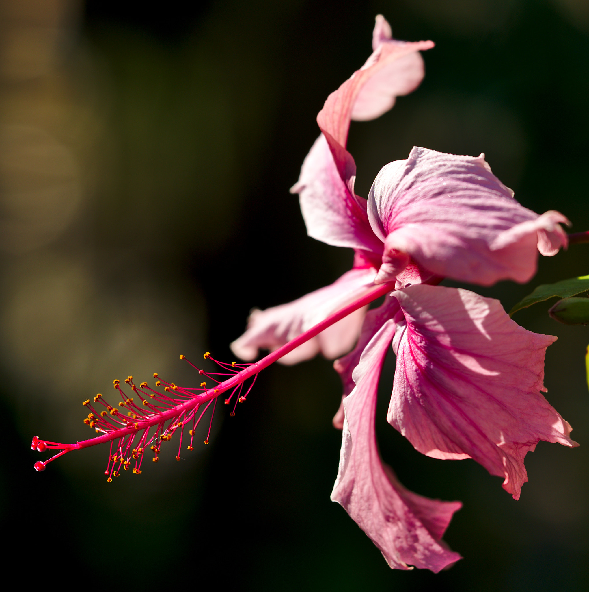 Manual Lens No CPU sample photo. Pink hibiscus photography