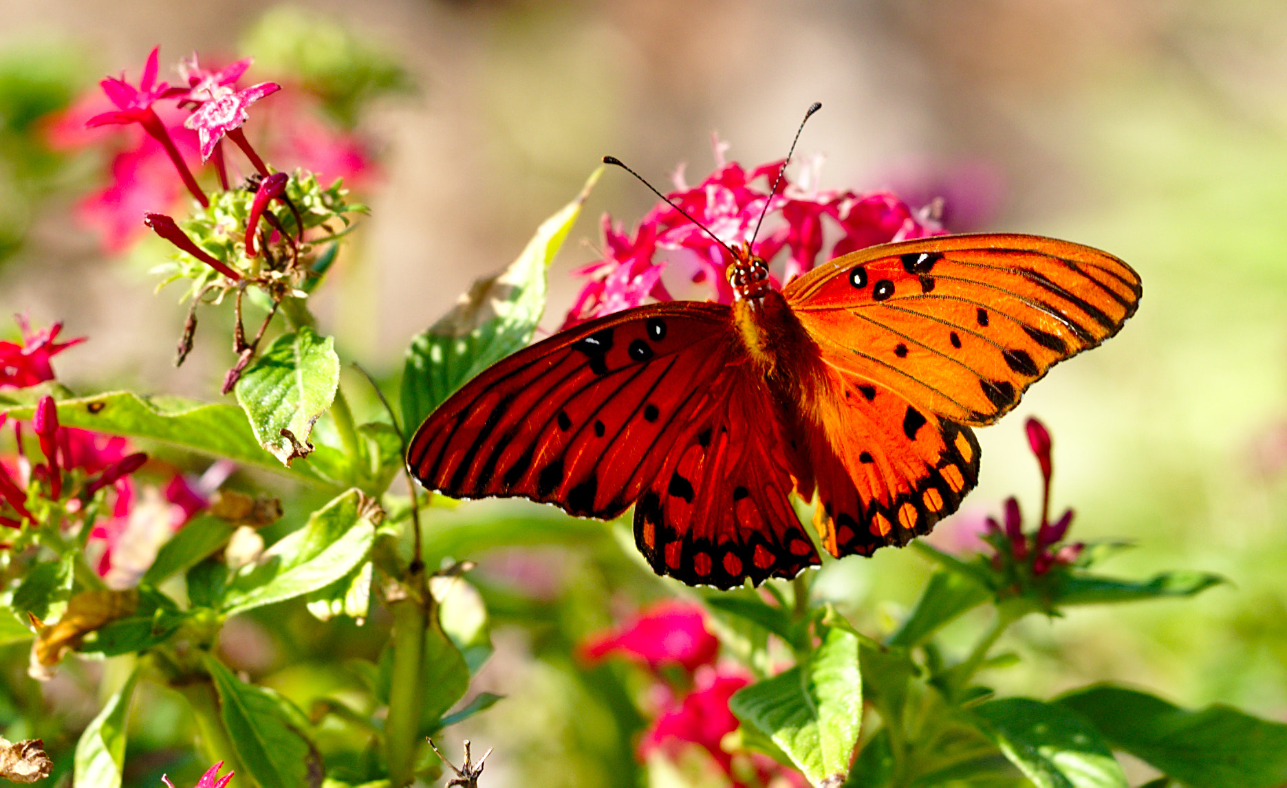 Nikon D810 + Manual Lens No CPU sample photo. Passion butterfly / gulf fritillary photography