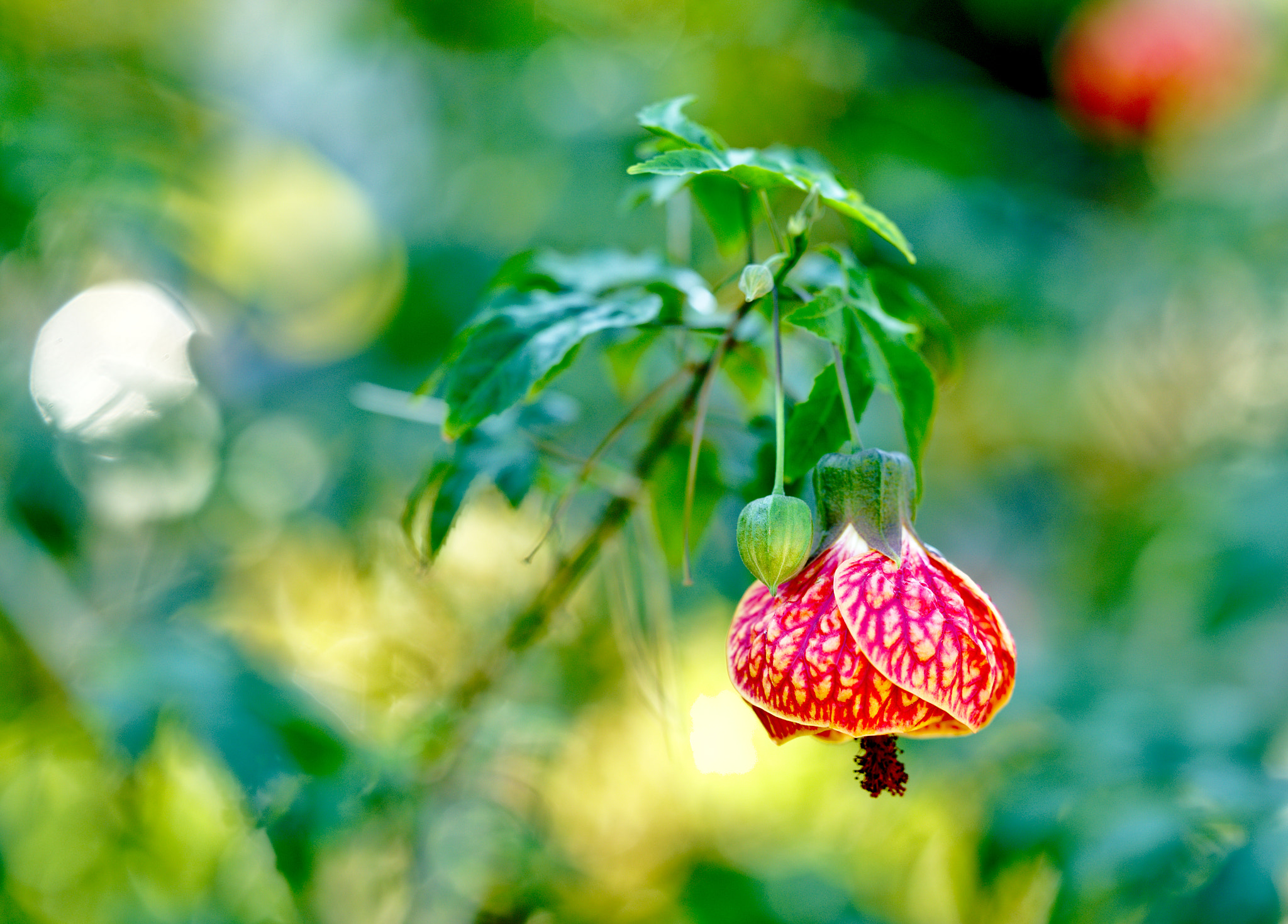 Nikon D810 + Manual Lens No CPU sample photo. Chinese lantern / abutilon pictum photography