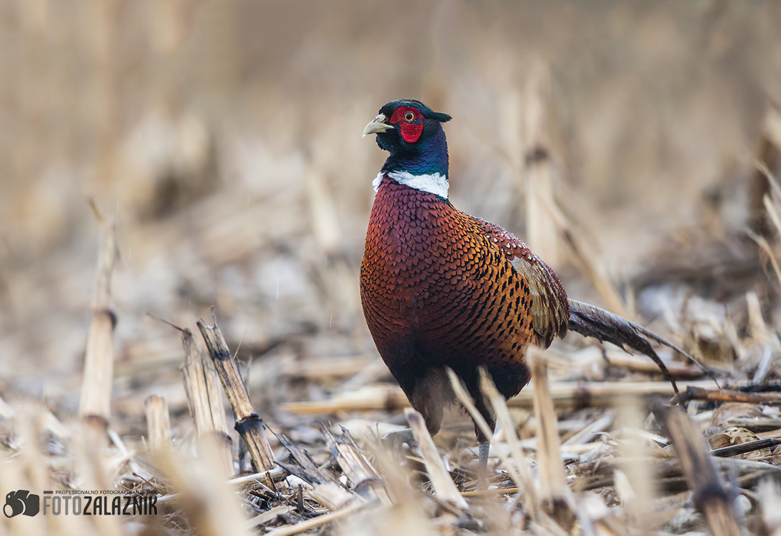 Canon EF 500mm F4L IS II USM sample photo. Common pheasant photography