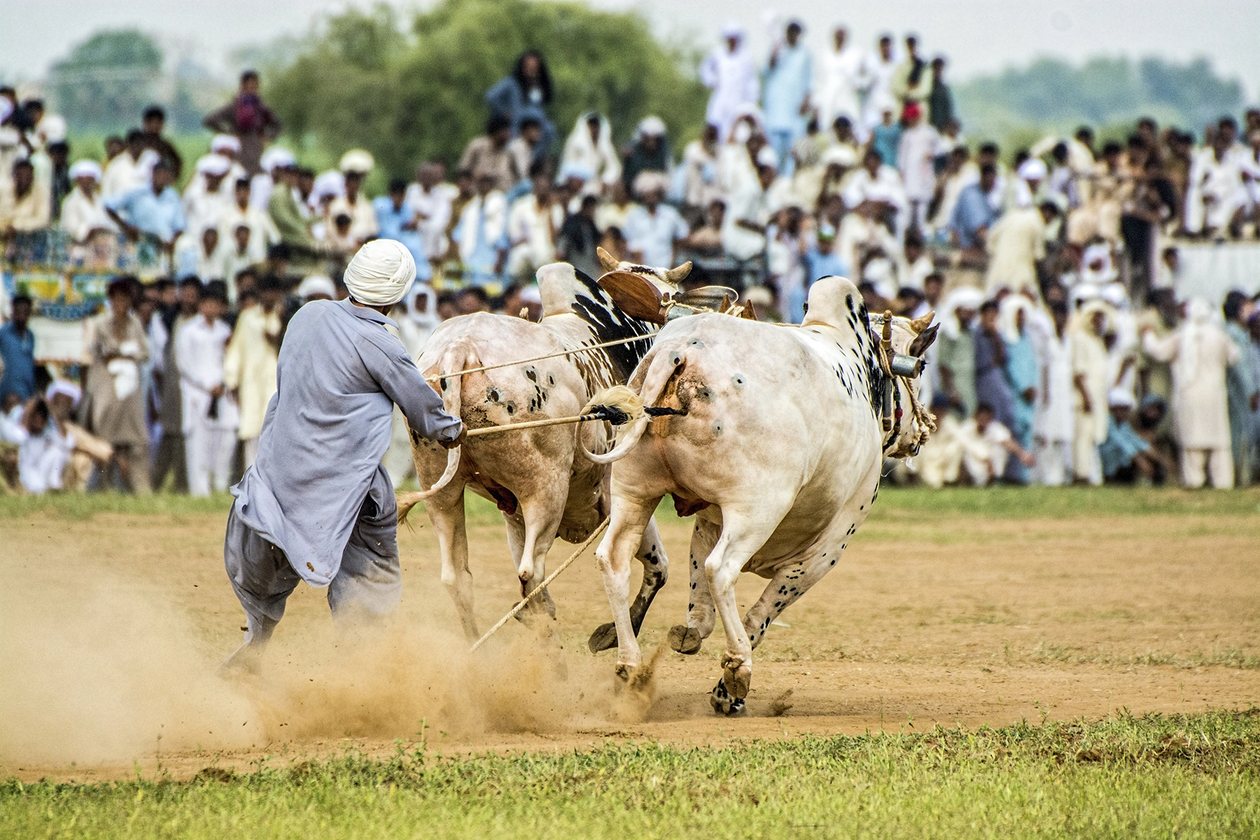 Sigma 50-500mm F4.5-6.3 DG OS HSM sample photo. Bull race photography