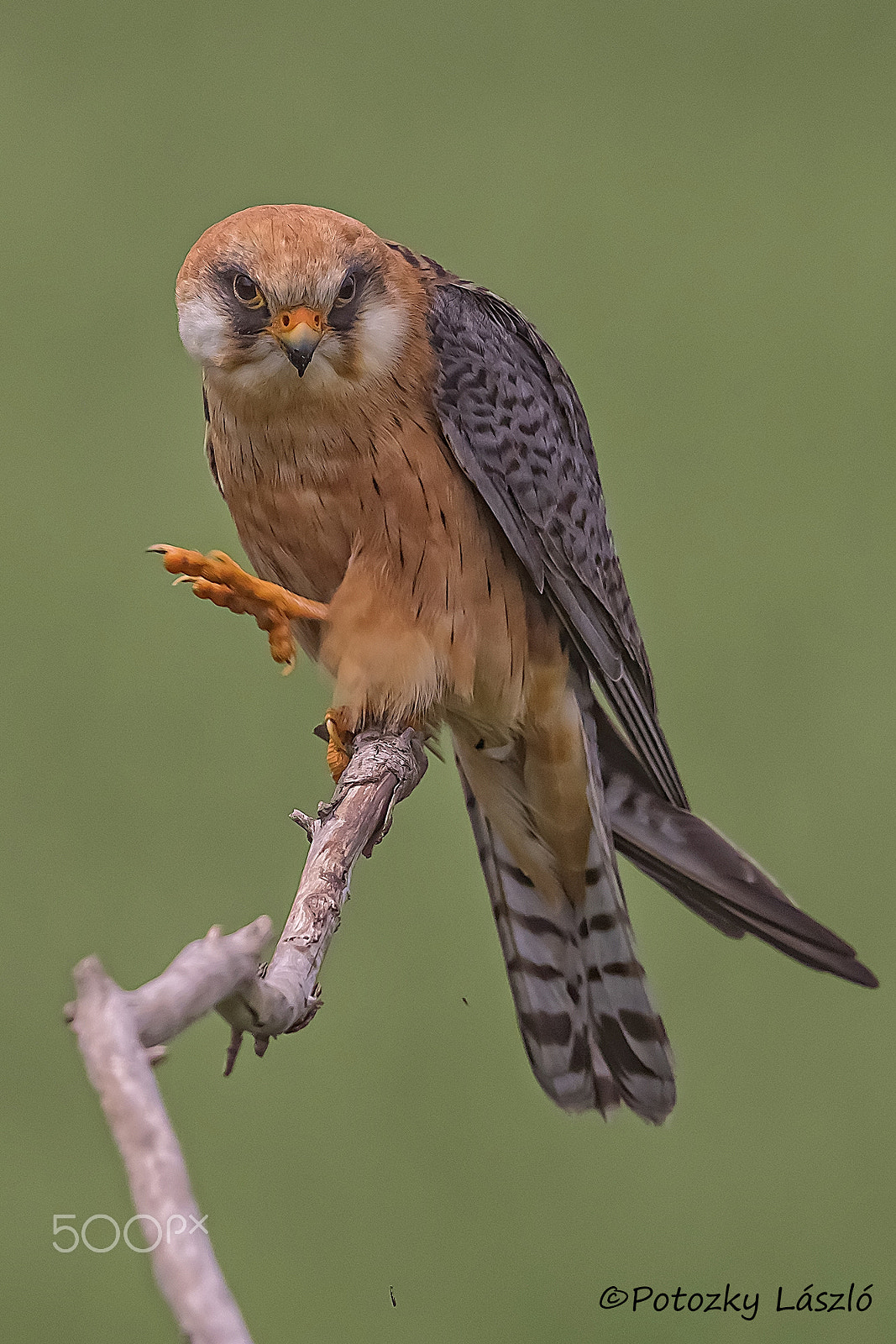 OLYMPUS 300mm Lens sample photo. Red-footed falcon photography
