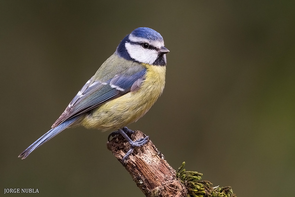 Canon EF 500mm F4L IS II USM sample photo. Herrerillo común (cyanistes caeruleus). photography