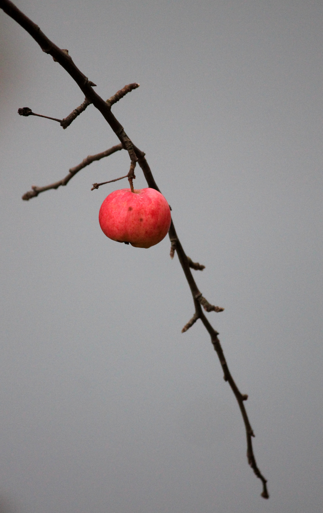 Canon EF-S 55-250mm F4-5.6 IS sample photo. Hold strongly photography