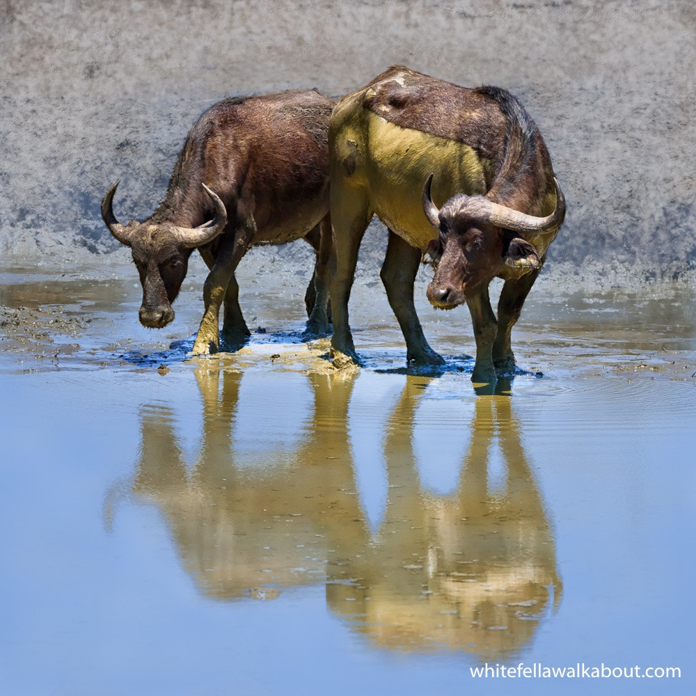 Nikon D810 sample photo. Cape buffalo at pafuri rest camp, kruger national park, south africa photography