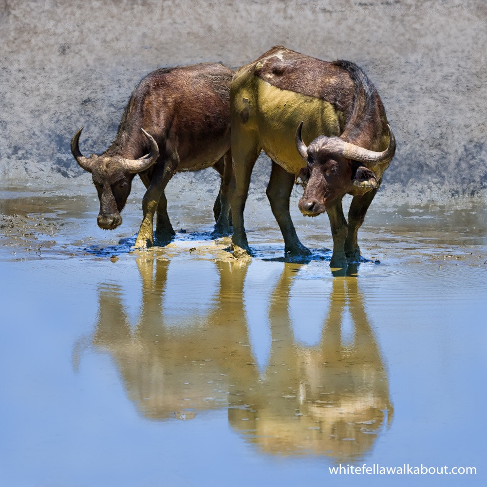 Nikon AF-S Nikkor 400mm F2.8G ED VR II sample photo. Cape buffalo at pafuri rest camp, kruger national park, south africa photography