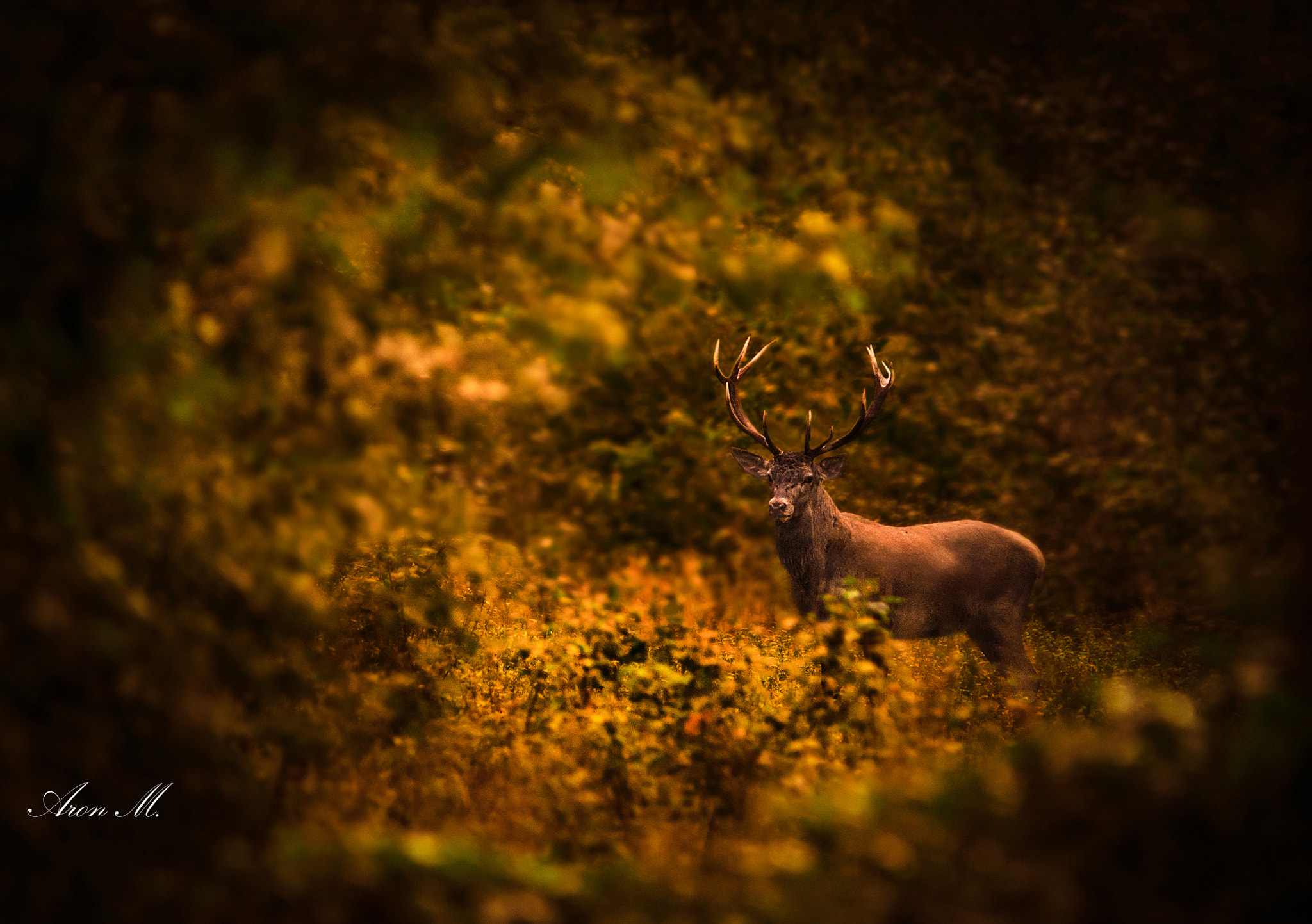Sigma 150-500mm F5-6.3 DG OS HSM sample photo. Hidden king photography