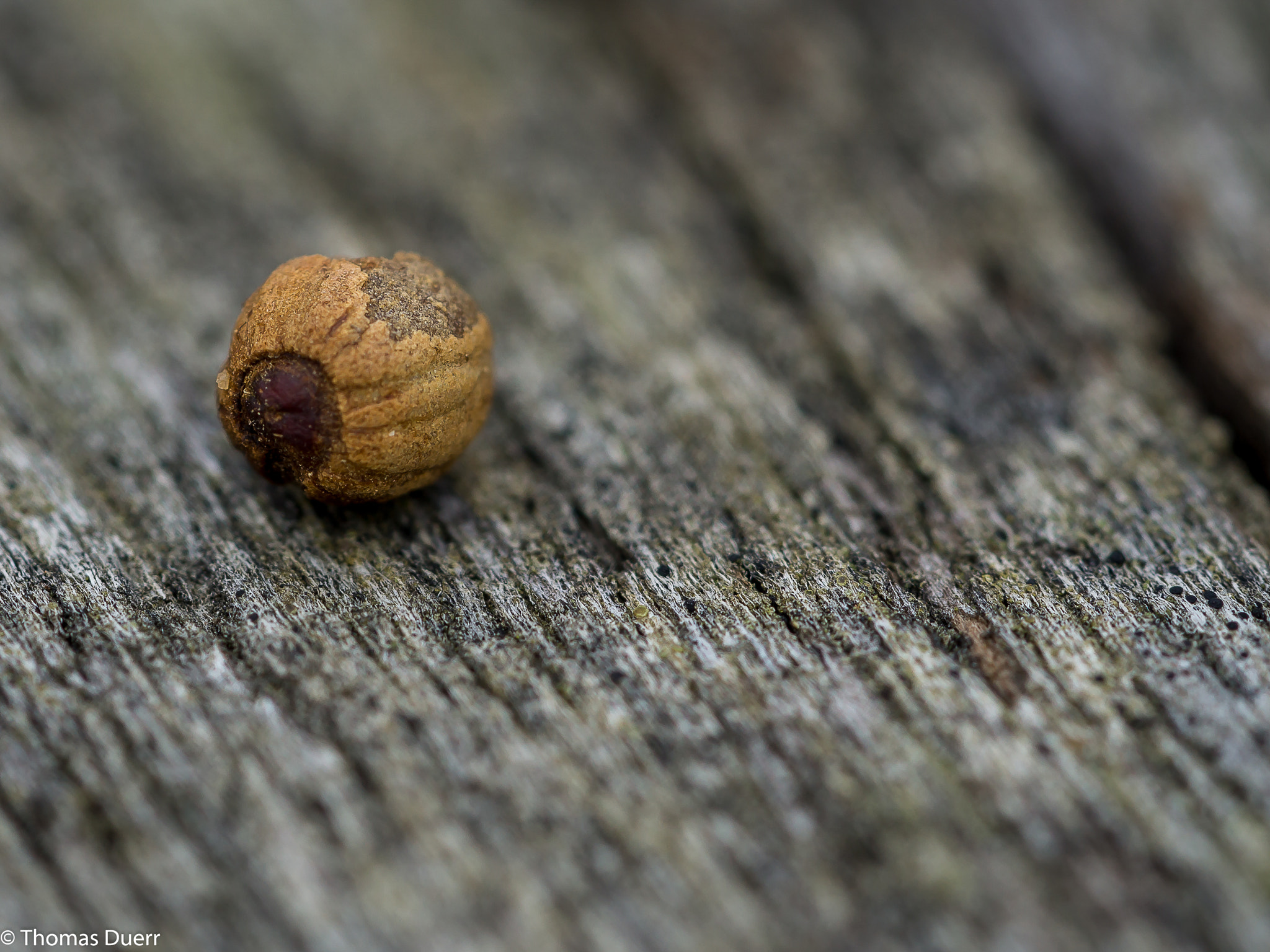 Sony a6000 + Sony FE 90mm F2.8 Macro G OSS sample photo. Don`t cross that line! photography