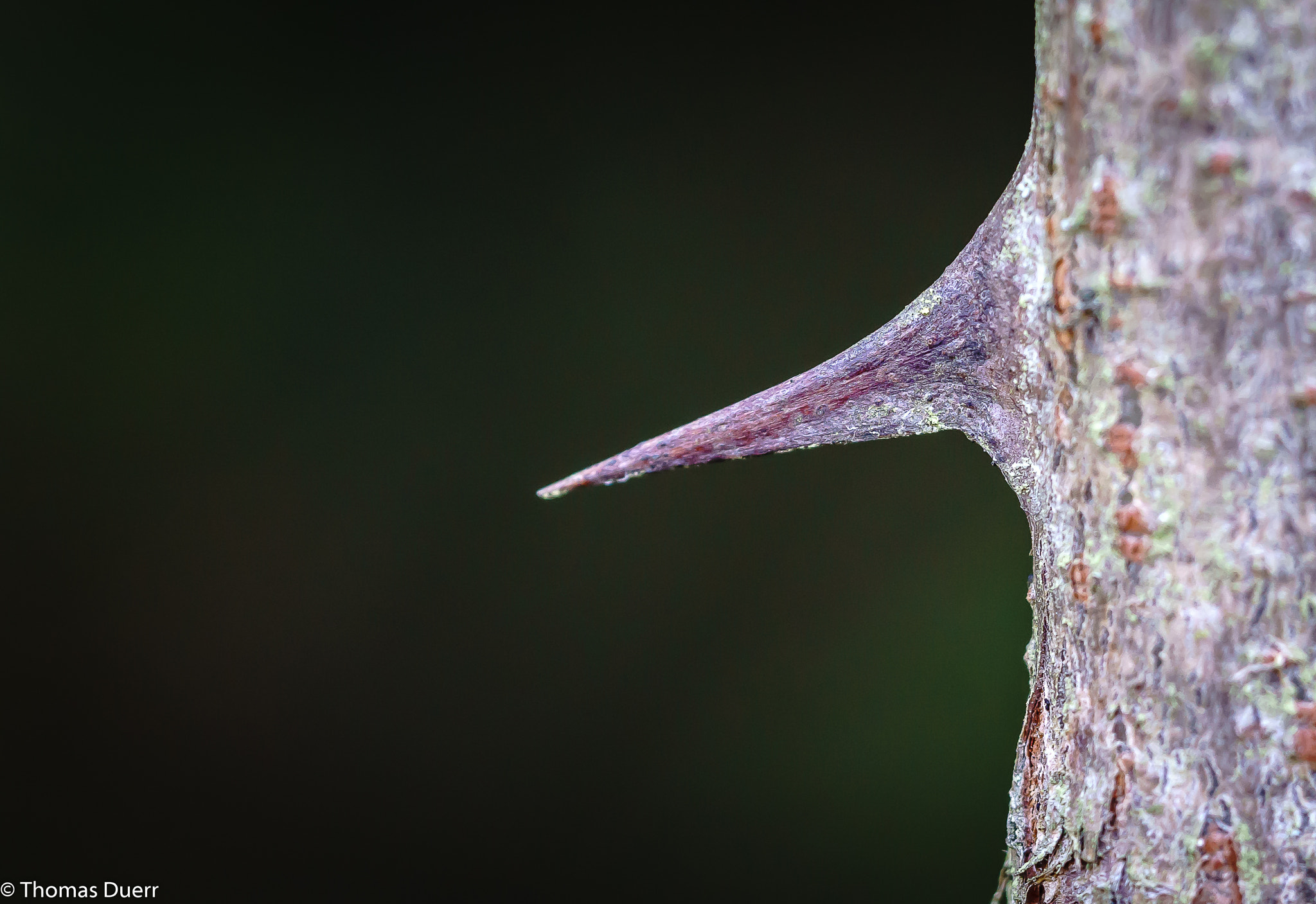 Sony a6000 + Sony FE 90mm F2.8 Macro G OSS sample photo. Thorn photography