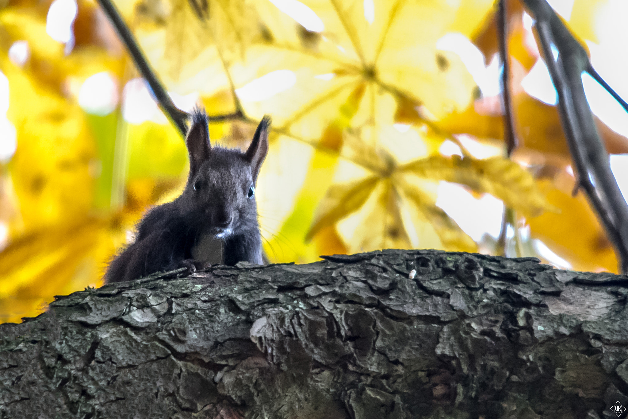 Sigma 150-500mm F5-6.3 DG OS HSM sample photo. Yellow pages photography