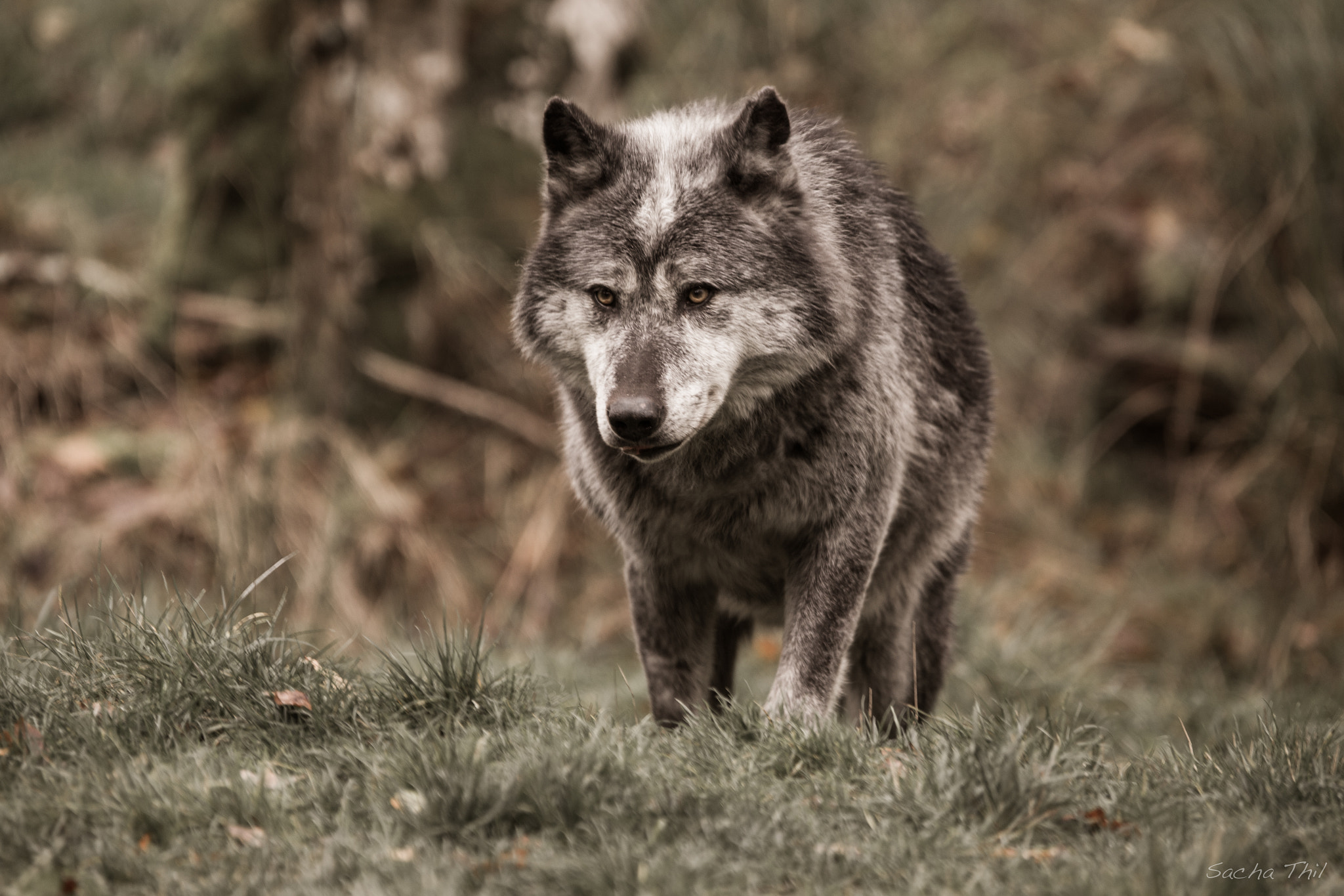 Canon EF 300mm F2.8L IS USM sample photo. Wolf photography