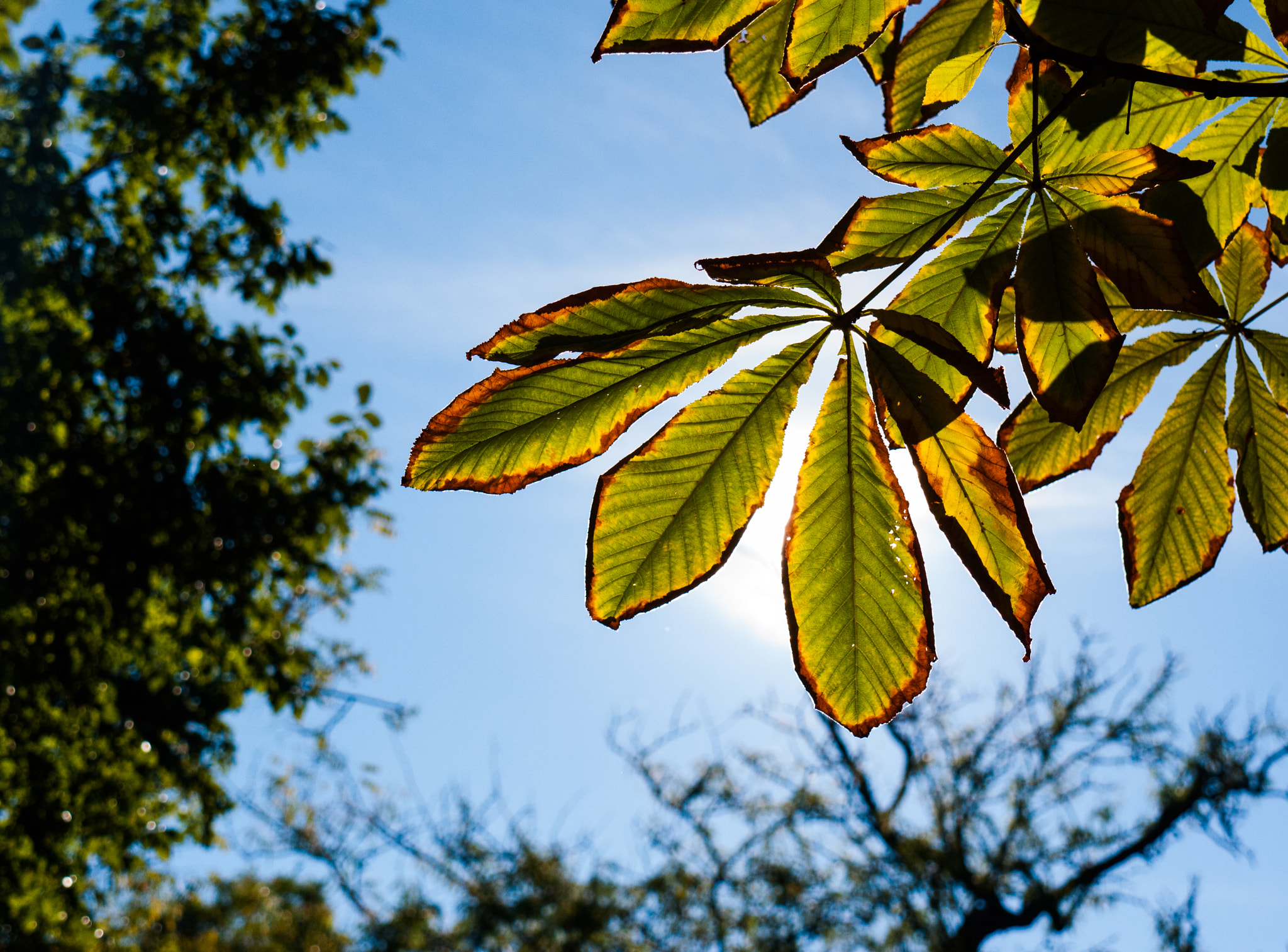 Panasonic Lumix DMC-G1 sample photo. Retiro photography