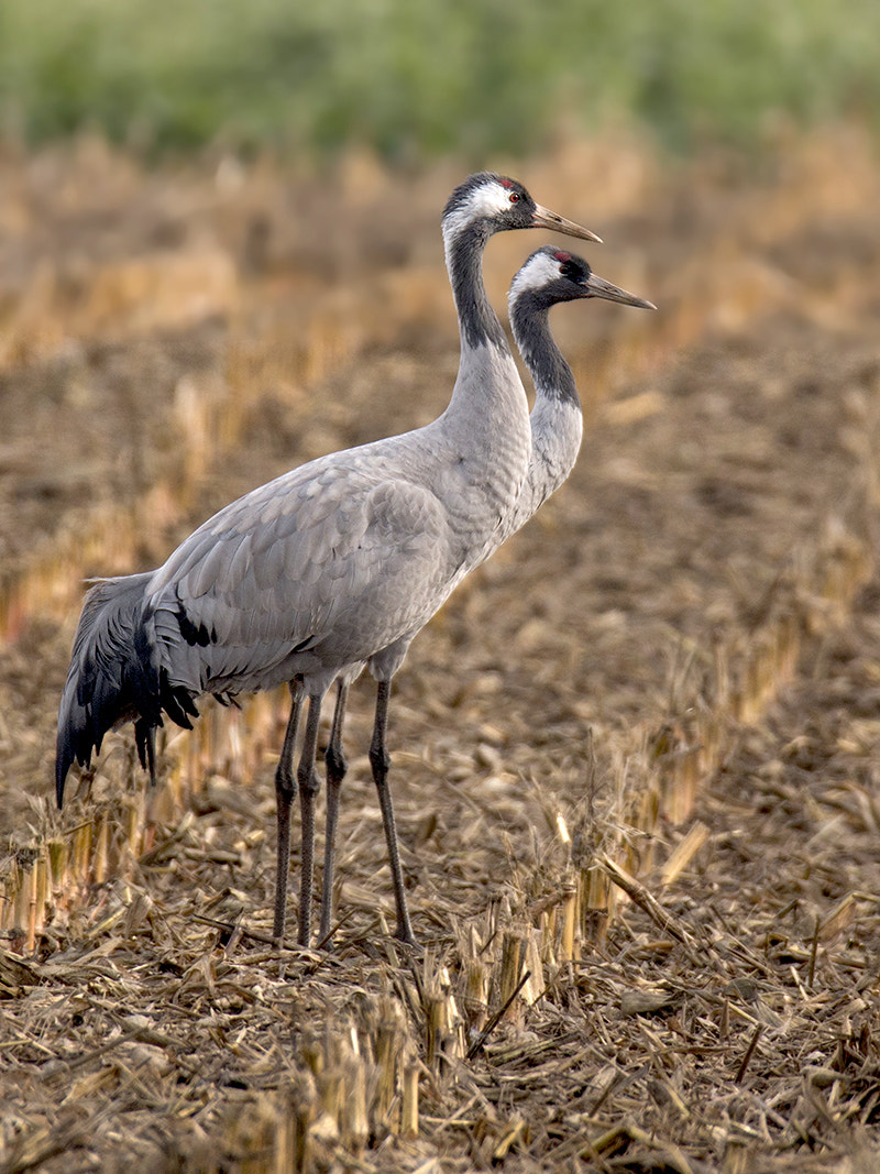 150-600mm F5-6.3 DG OS HSM | Sports 014 sample photo. Kraanvogel / common crane 2 photography