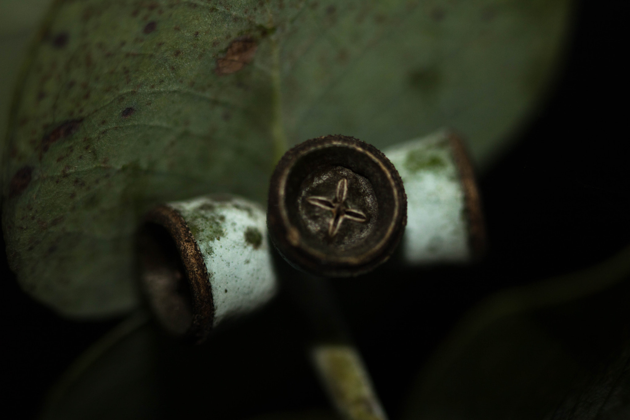 Canon EF 100mm F2.8 Macro USM sample photo